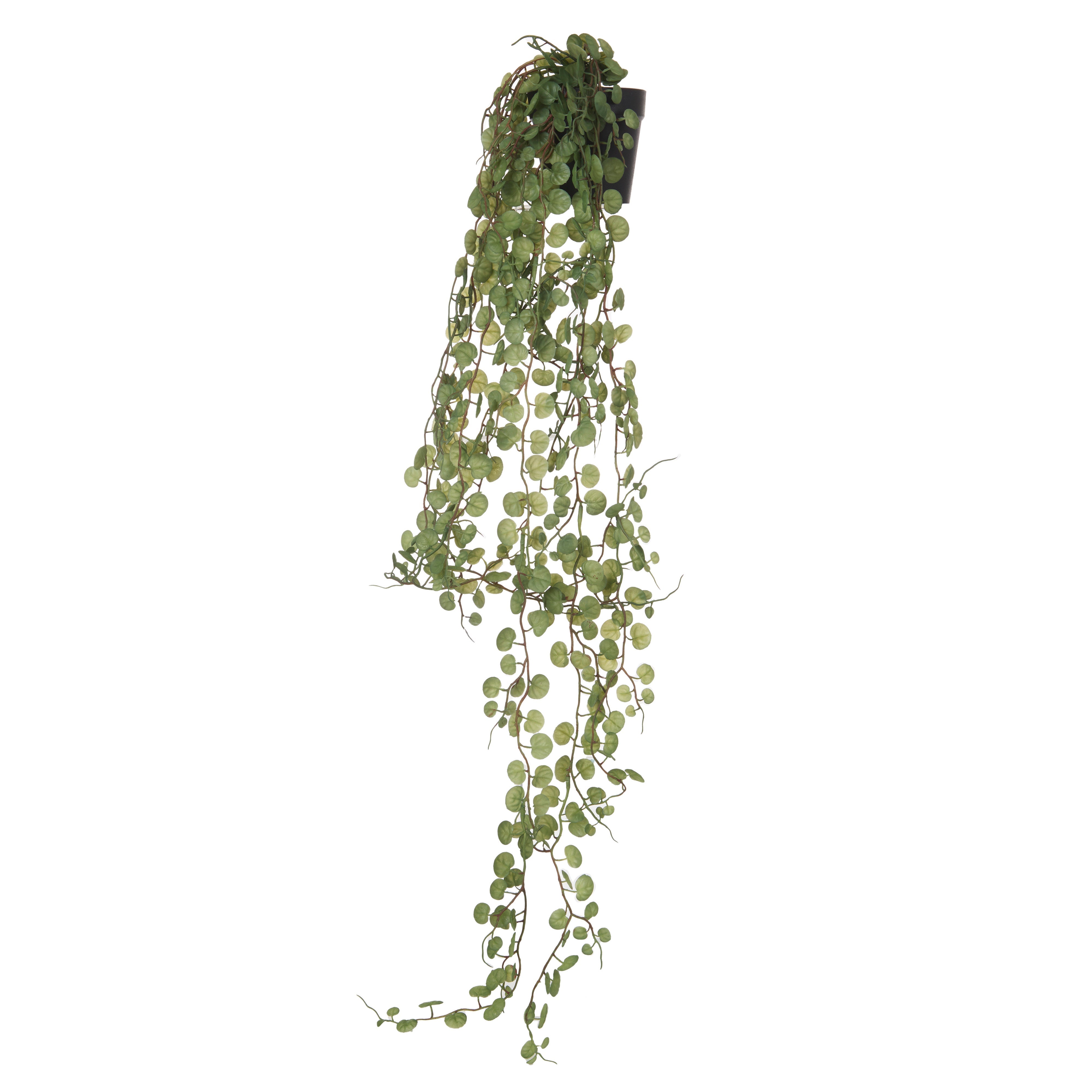 Rogue Falls Hanging Bush - Garden Pot Green