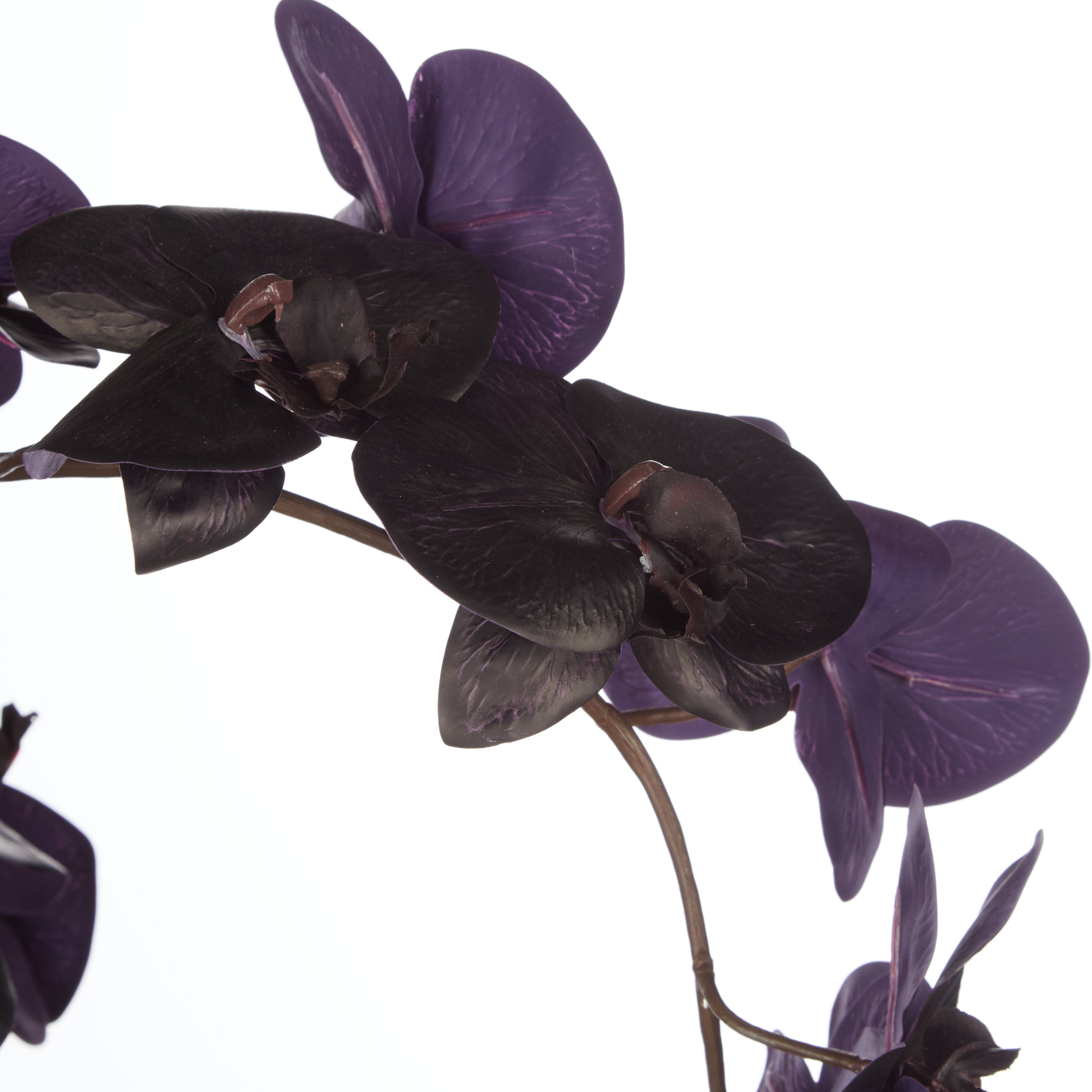 Rogue Phalaenopsis Orchid - Vienna Tall Planter