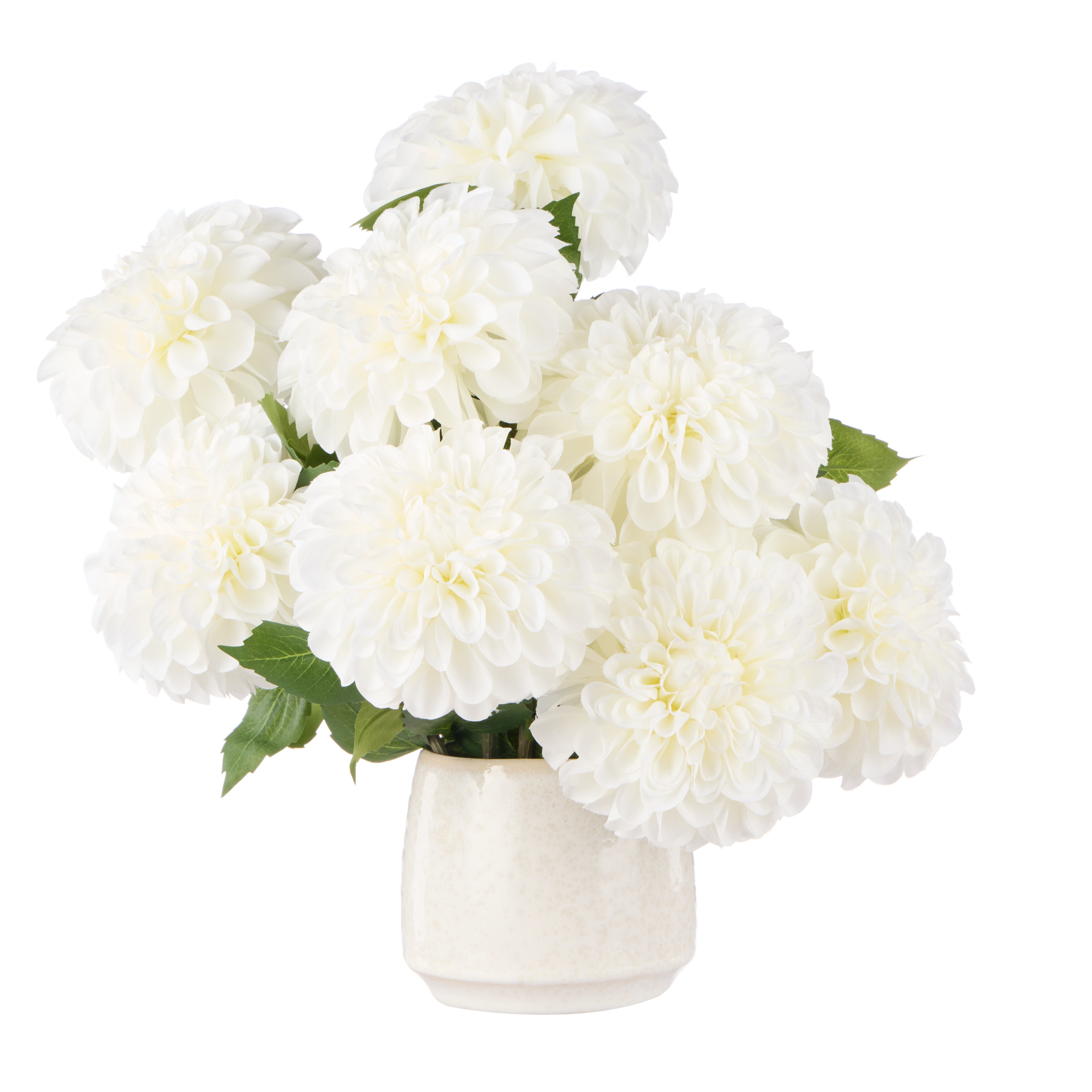 Rogue Chrysanthemum - Gianna Pot White