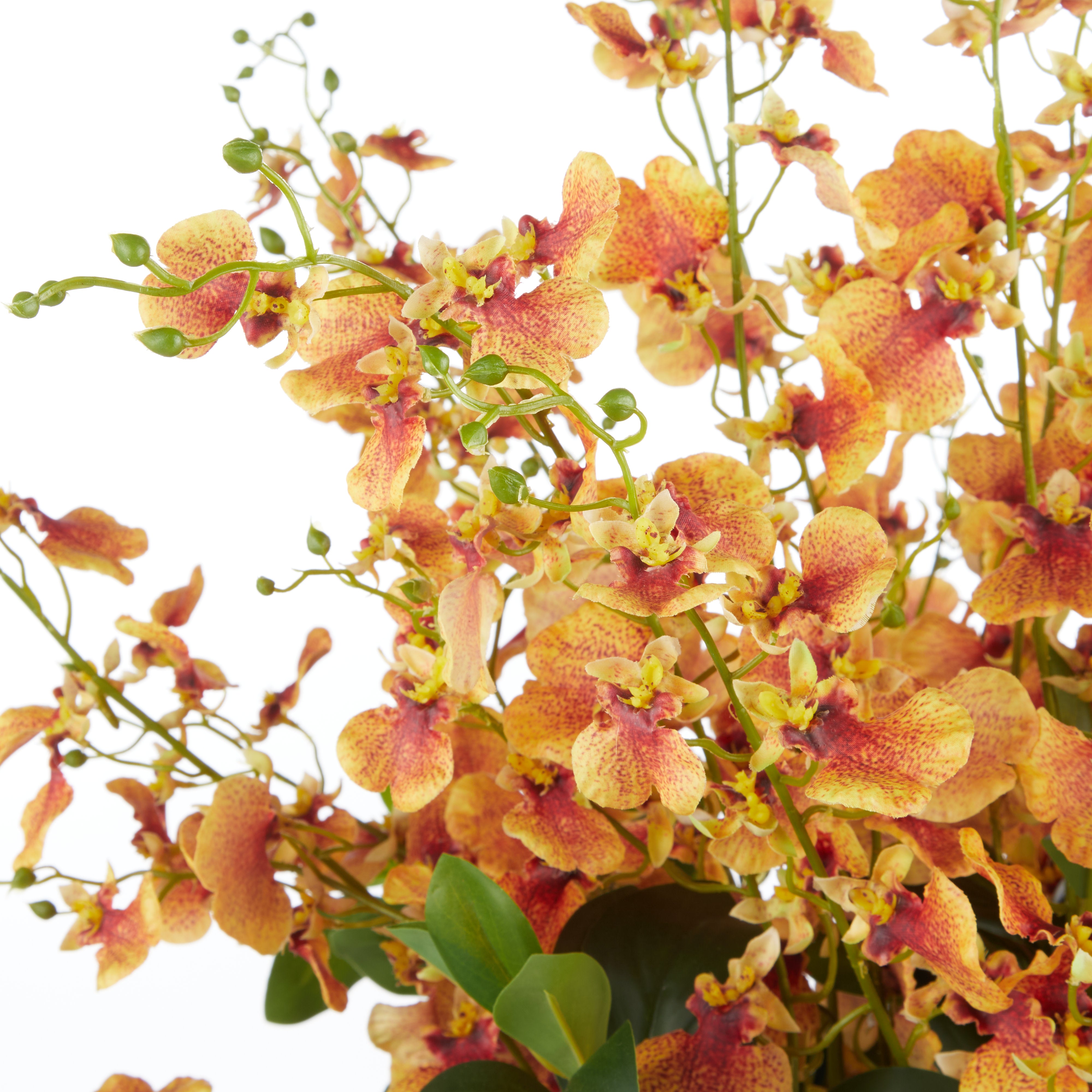 Rogue Dancing Orchid Garden Mix - Madelyn Bowl Orange