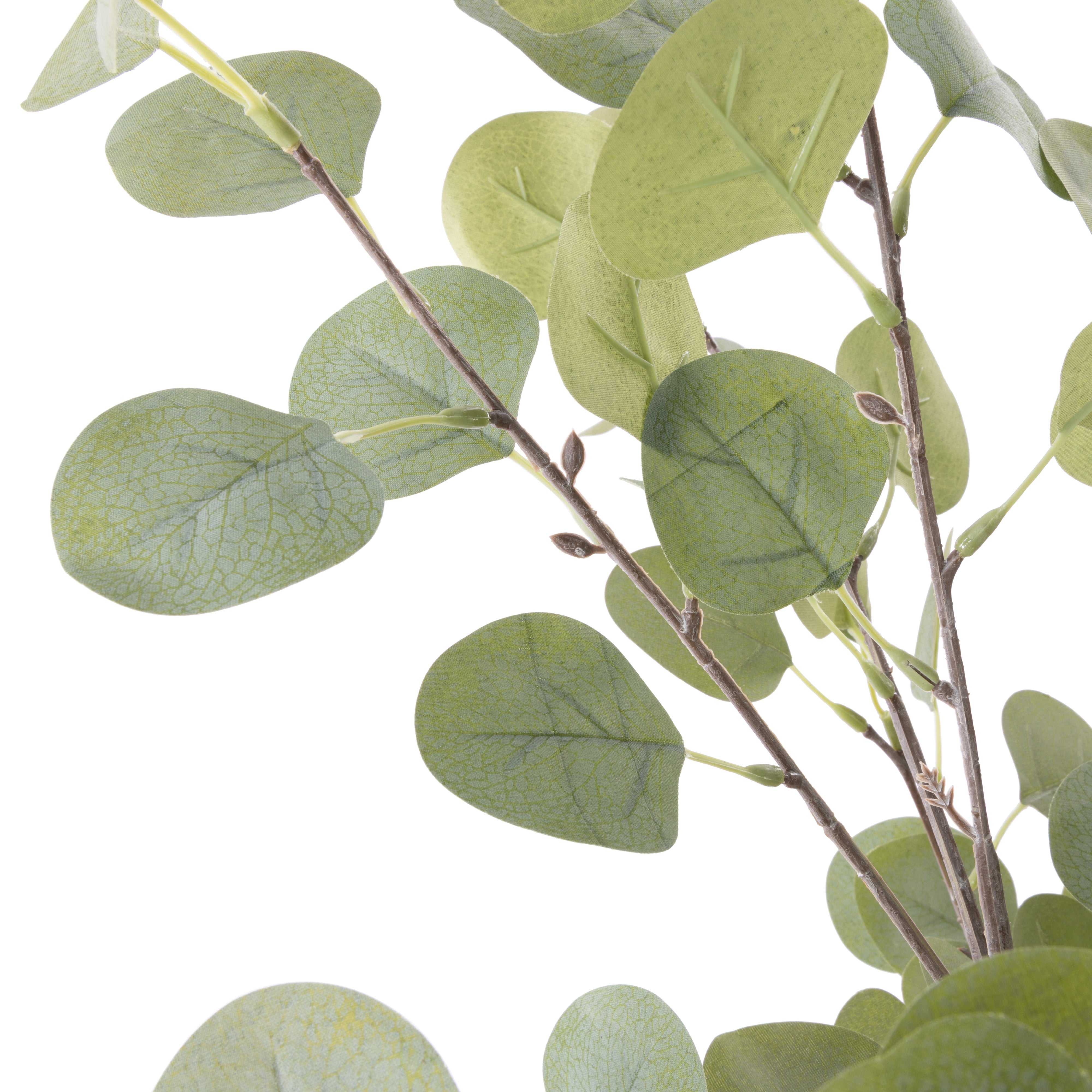 Rogue Eucalyptus Tree - Garden Pot 185cm