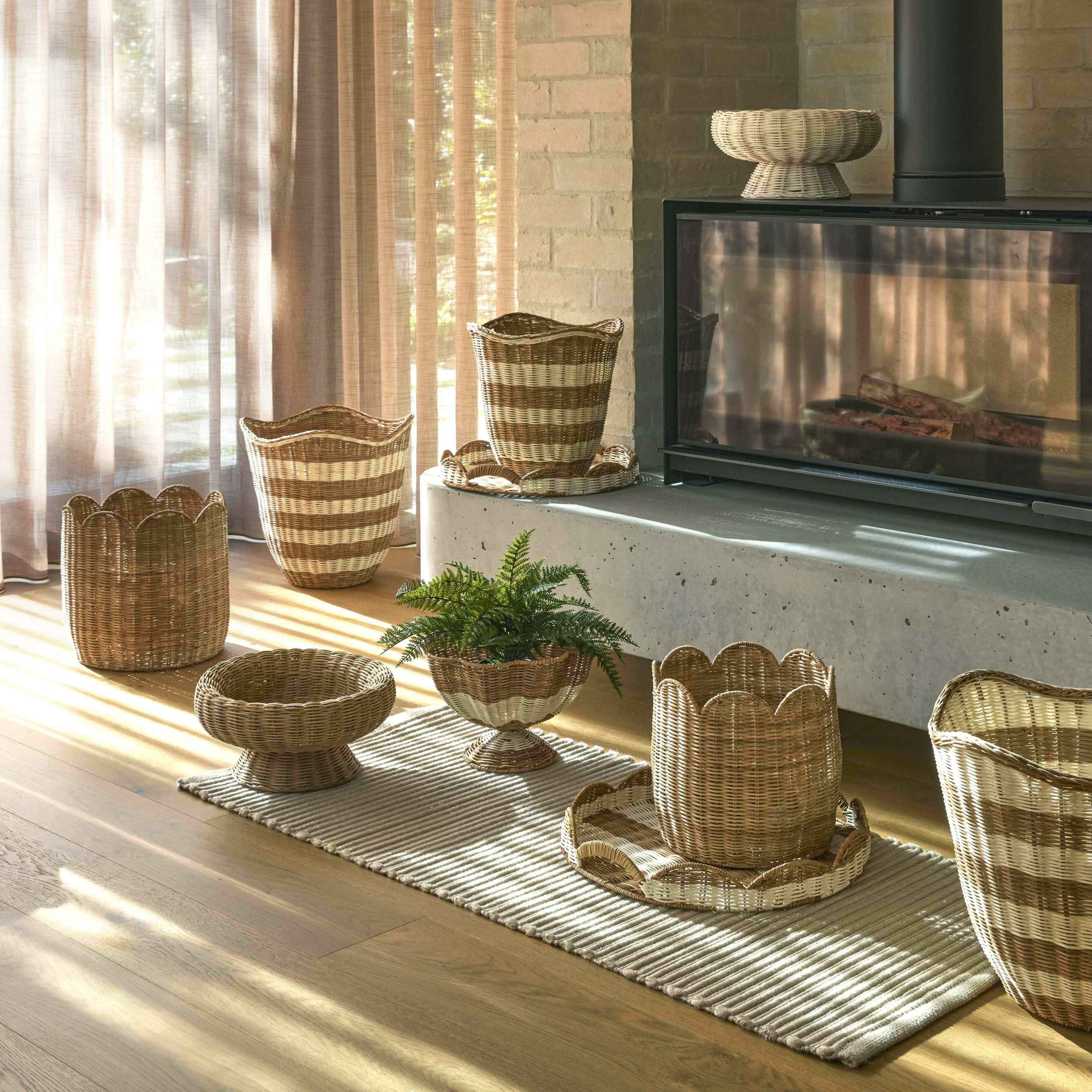 Rogue Monstera Plant - Garden Pot Green