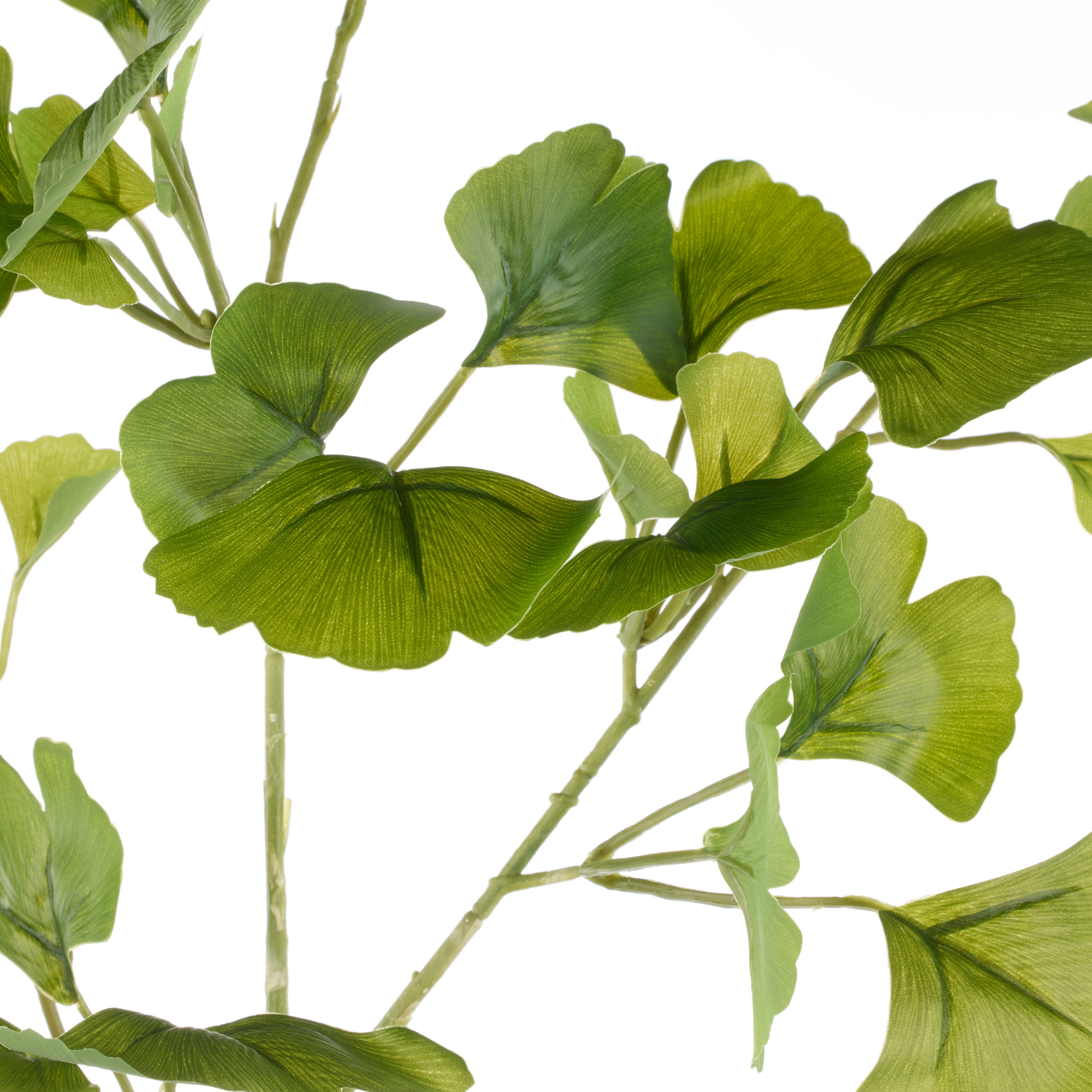 Rogue Ginkgo Spray