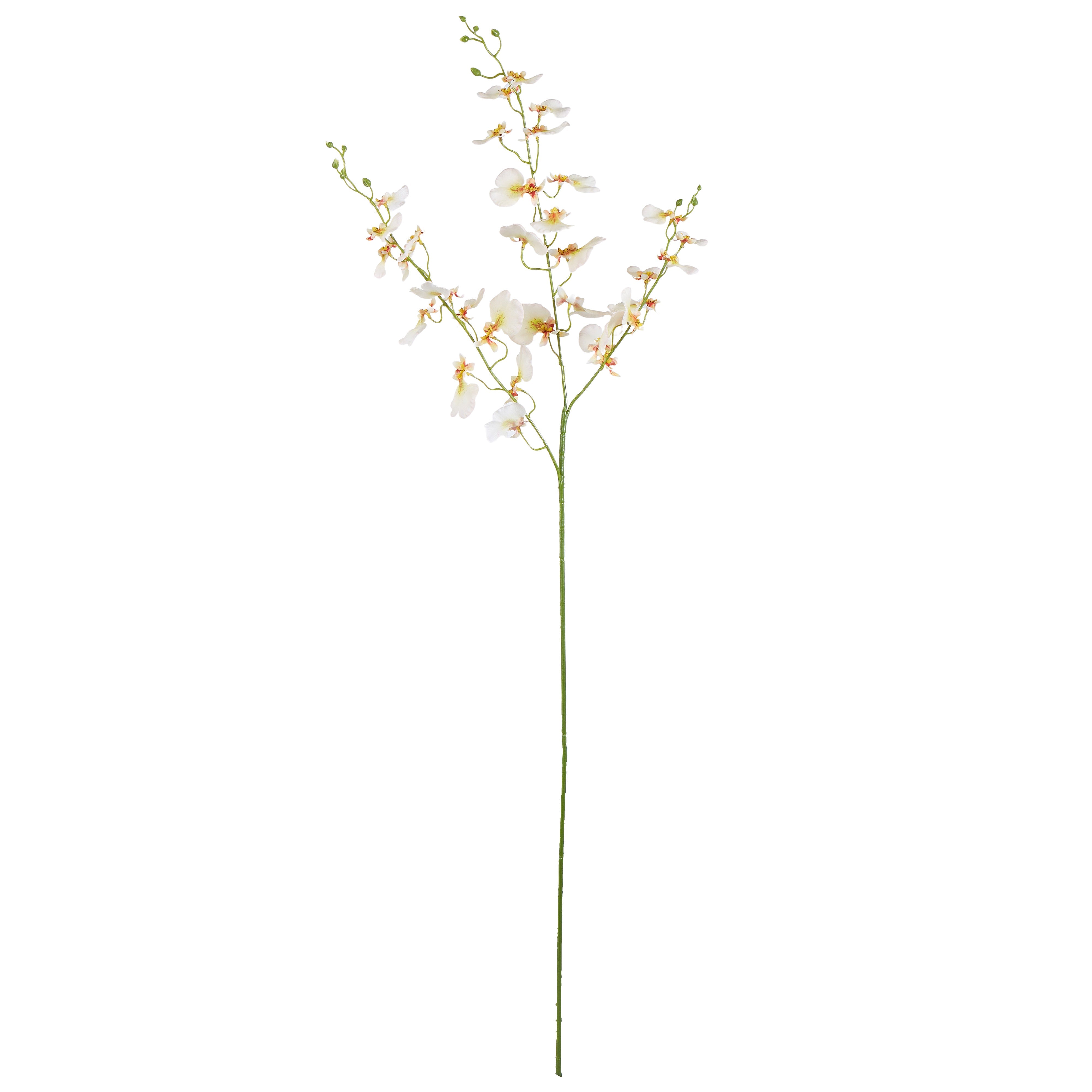 Rogue Dancing Orchid Stem Cream