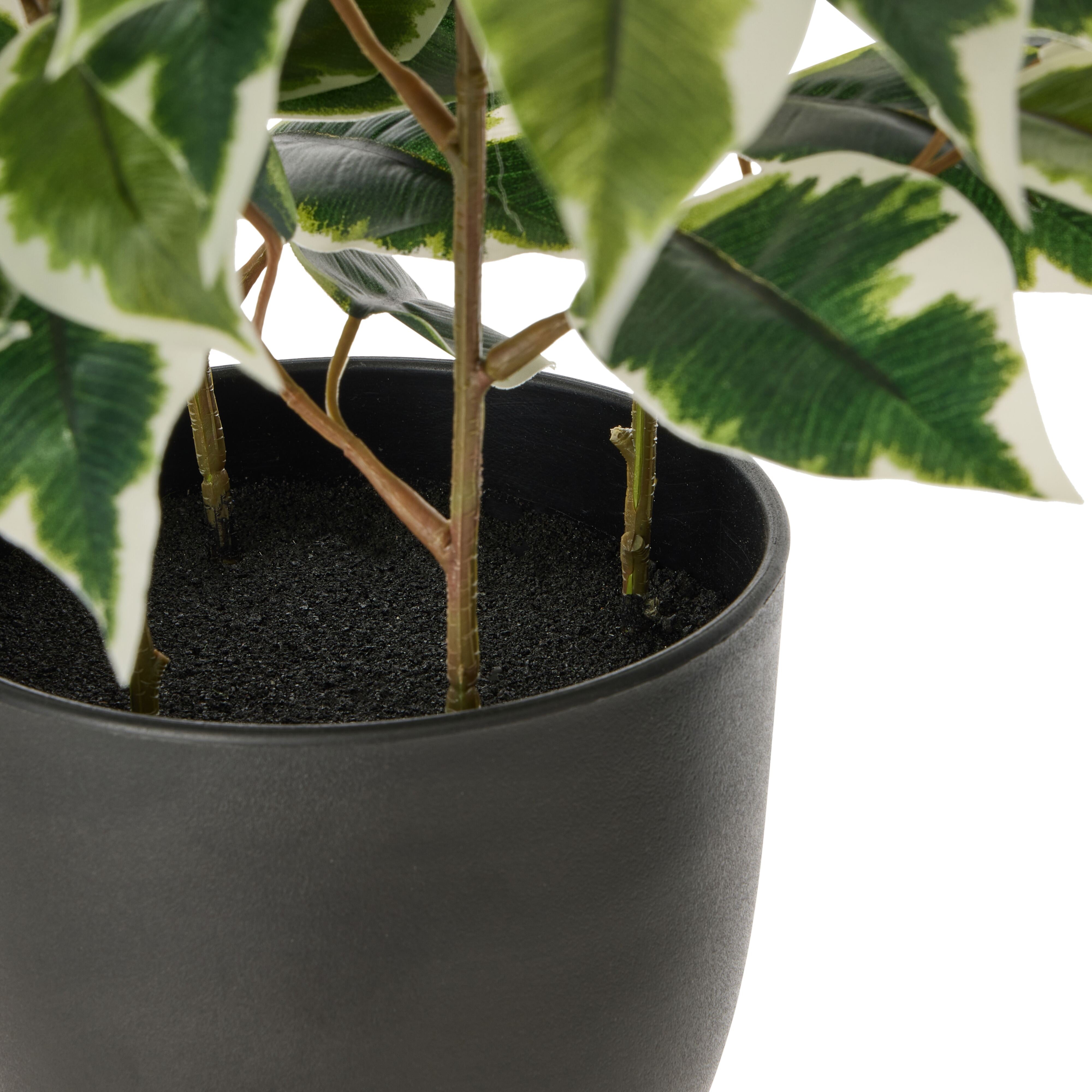 Rogue Ficus Tree Pot Variegated 40cm