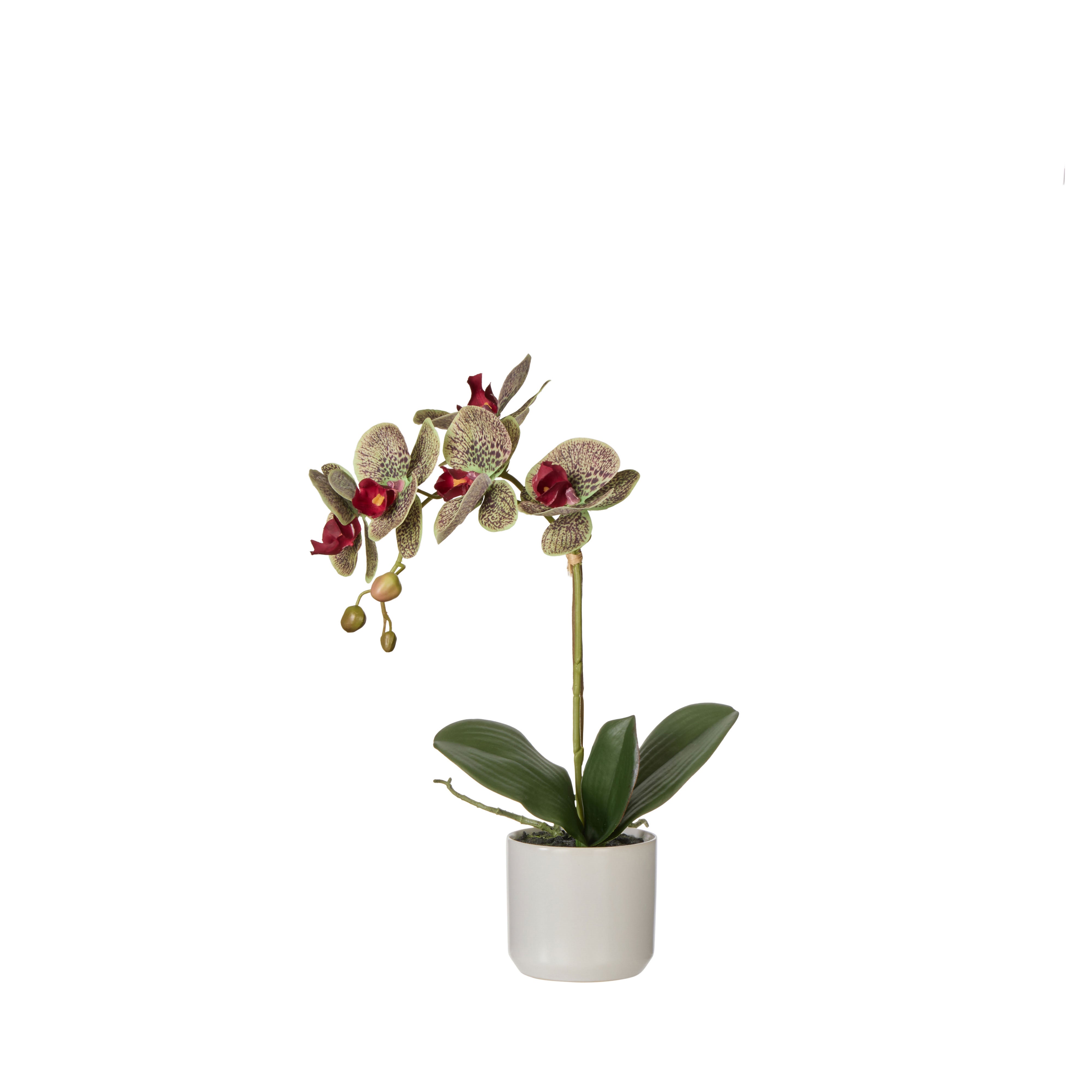 Rogue Phalaenopsis Orchid Pot Multicolour 44cm