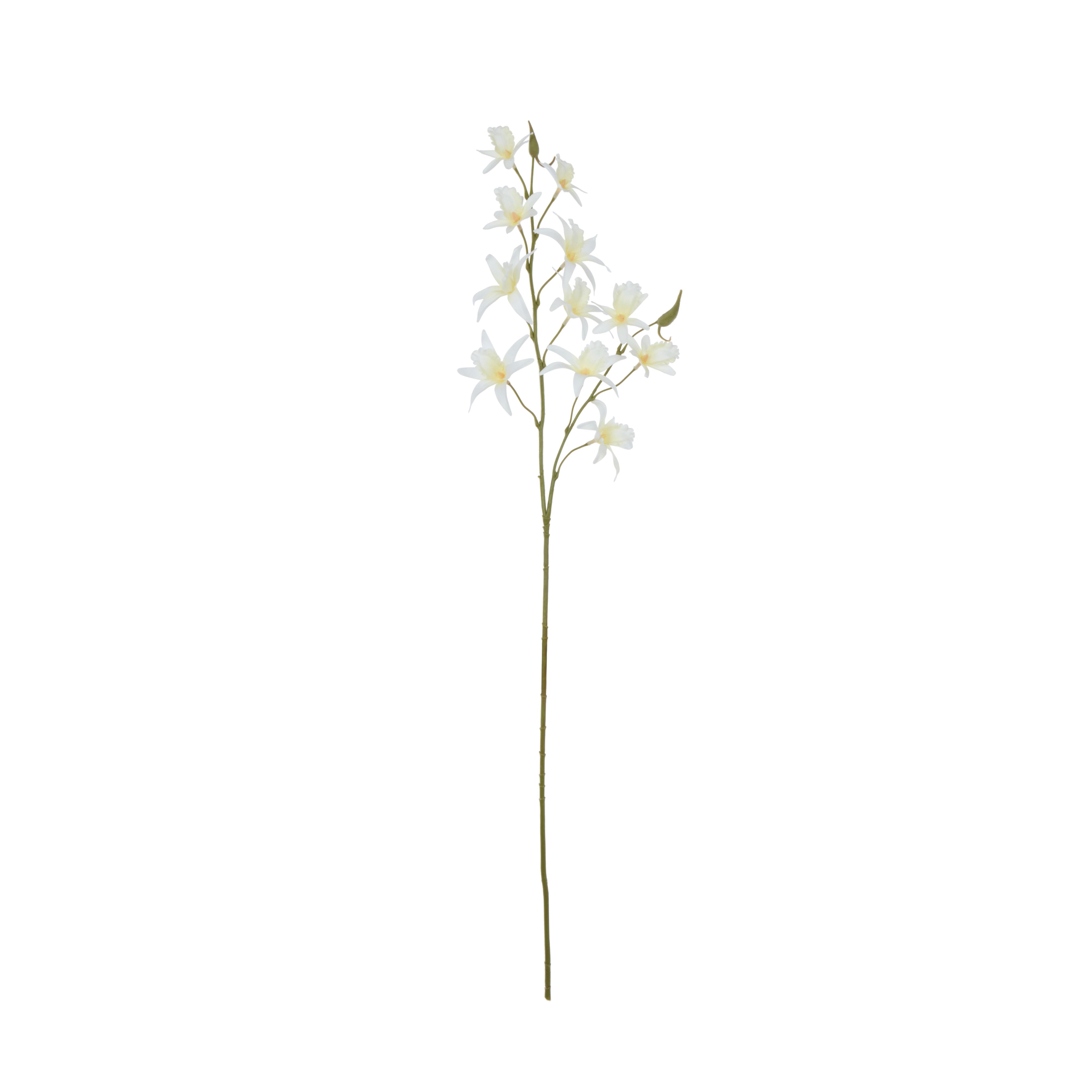 Rogue Dendrobium Spray White
