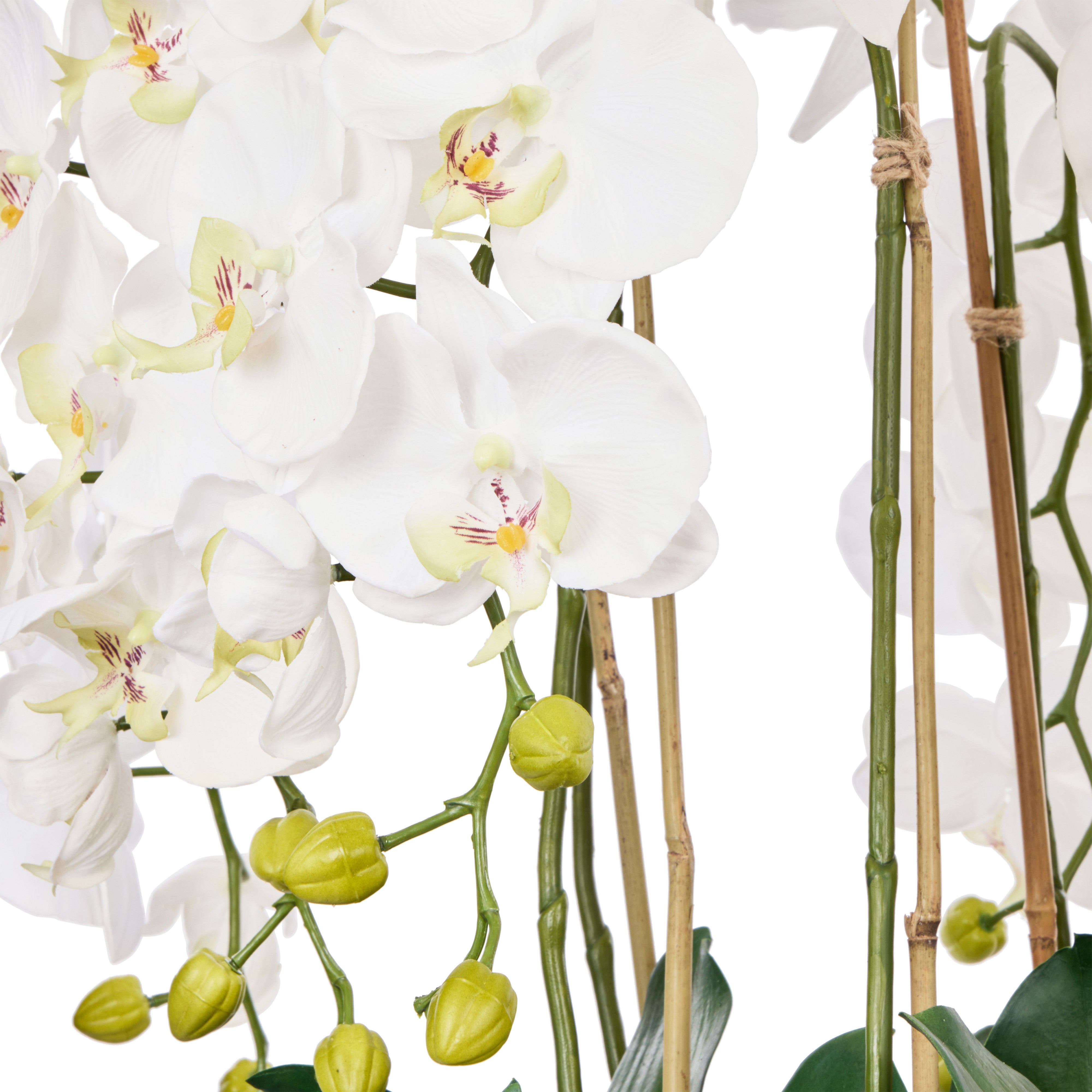 Rogue Phalaenopsis Full - Dahlia Bowl White & Glass 83cm