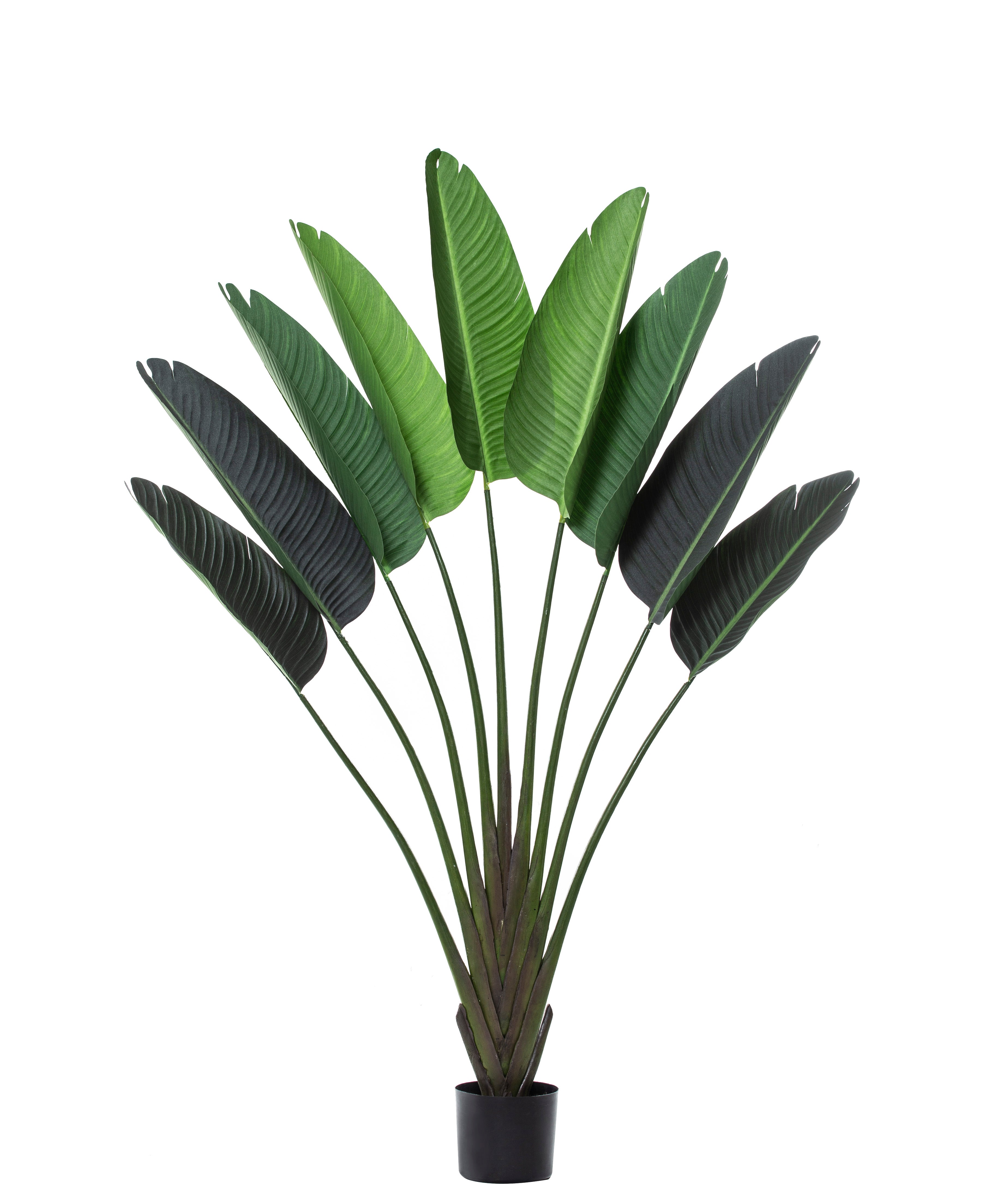 Rogue Travellers Palm
