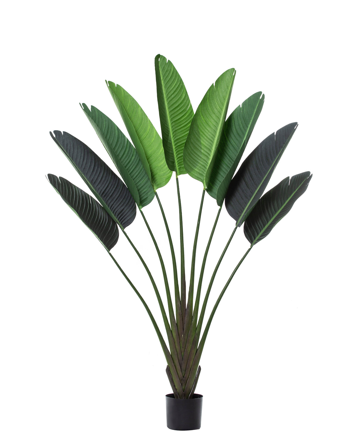 Rogue Travellers Palm