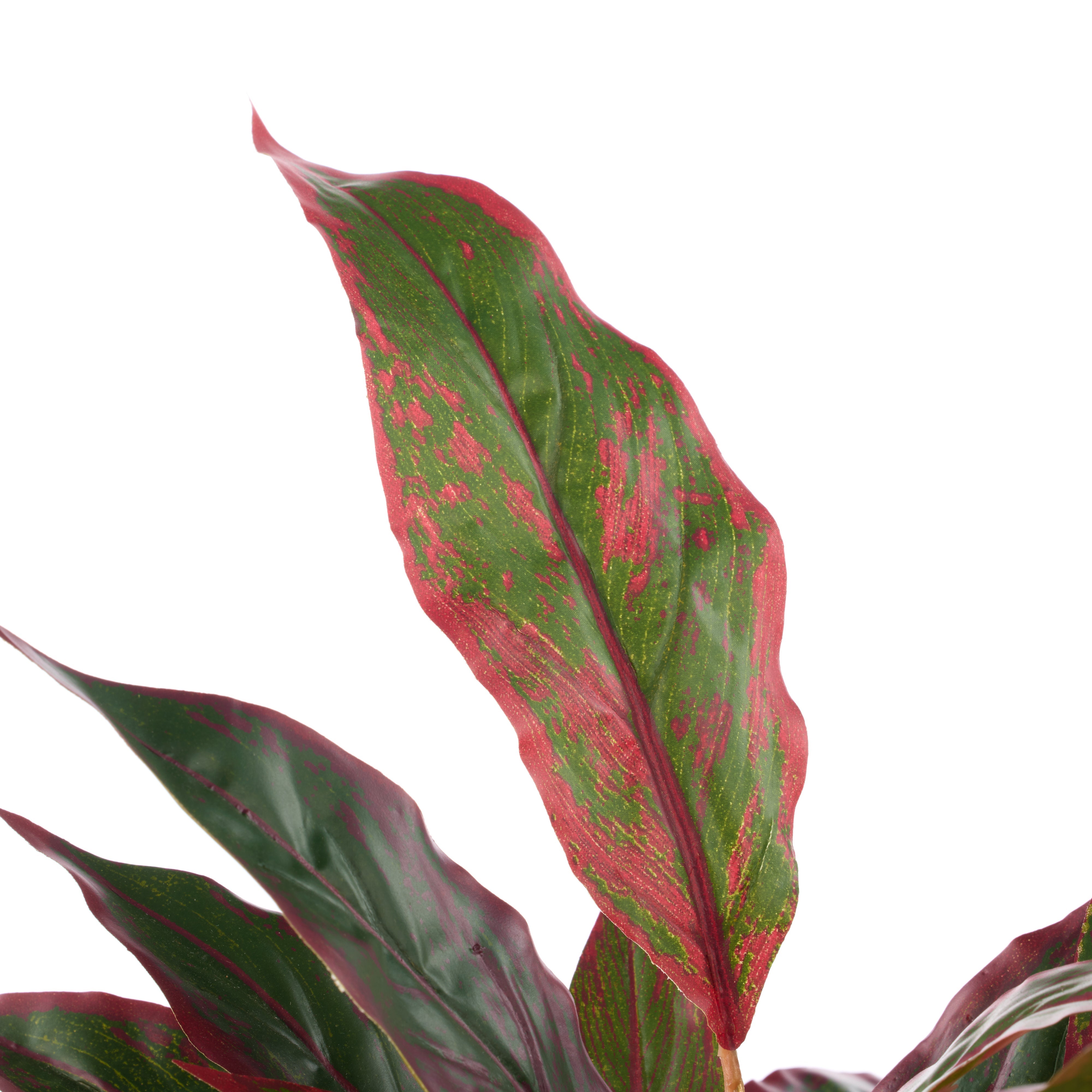 Rogue Cordyline - Garden Pot Red & Green