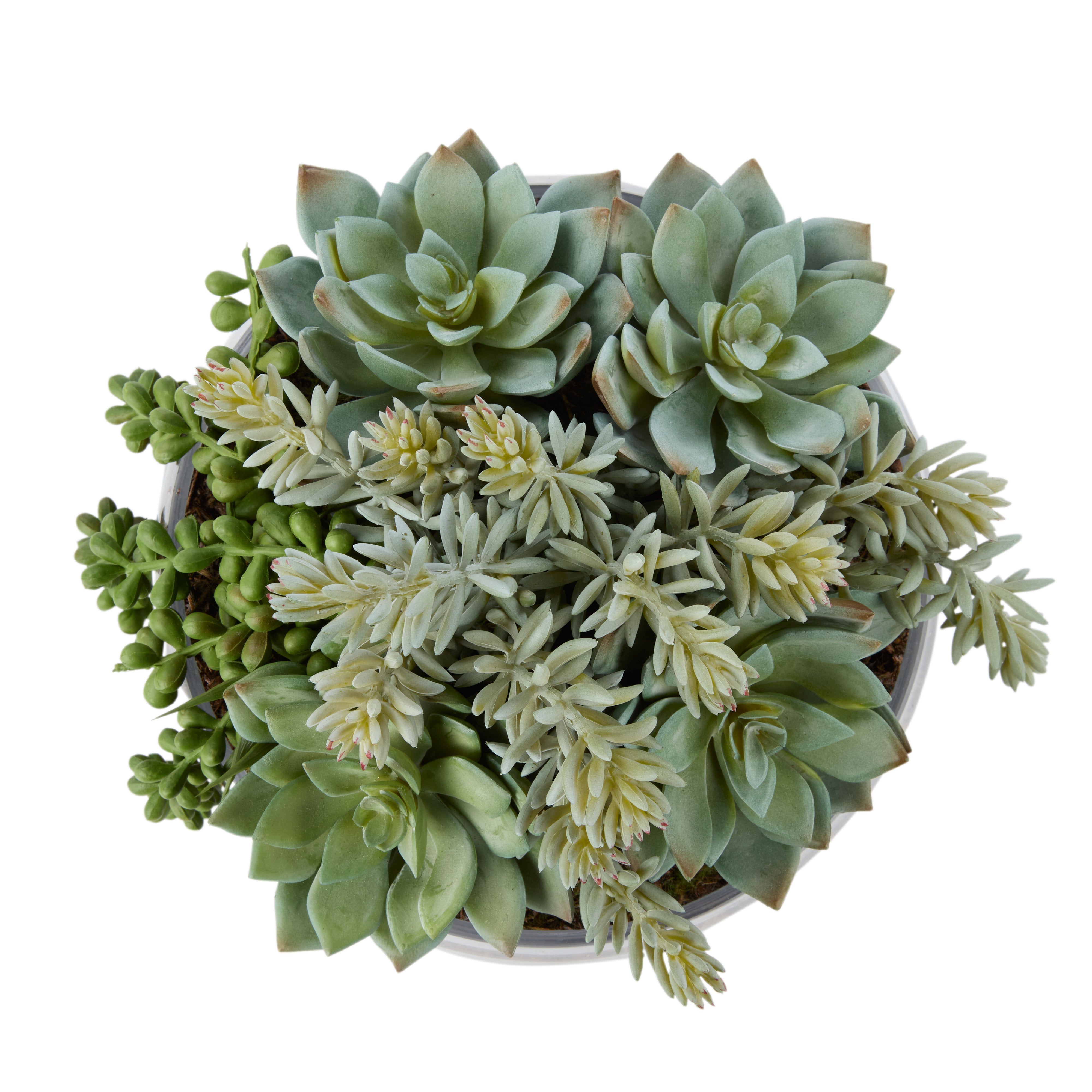 Rogue Succulent Mix - Scarlett Bowl 27cm
