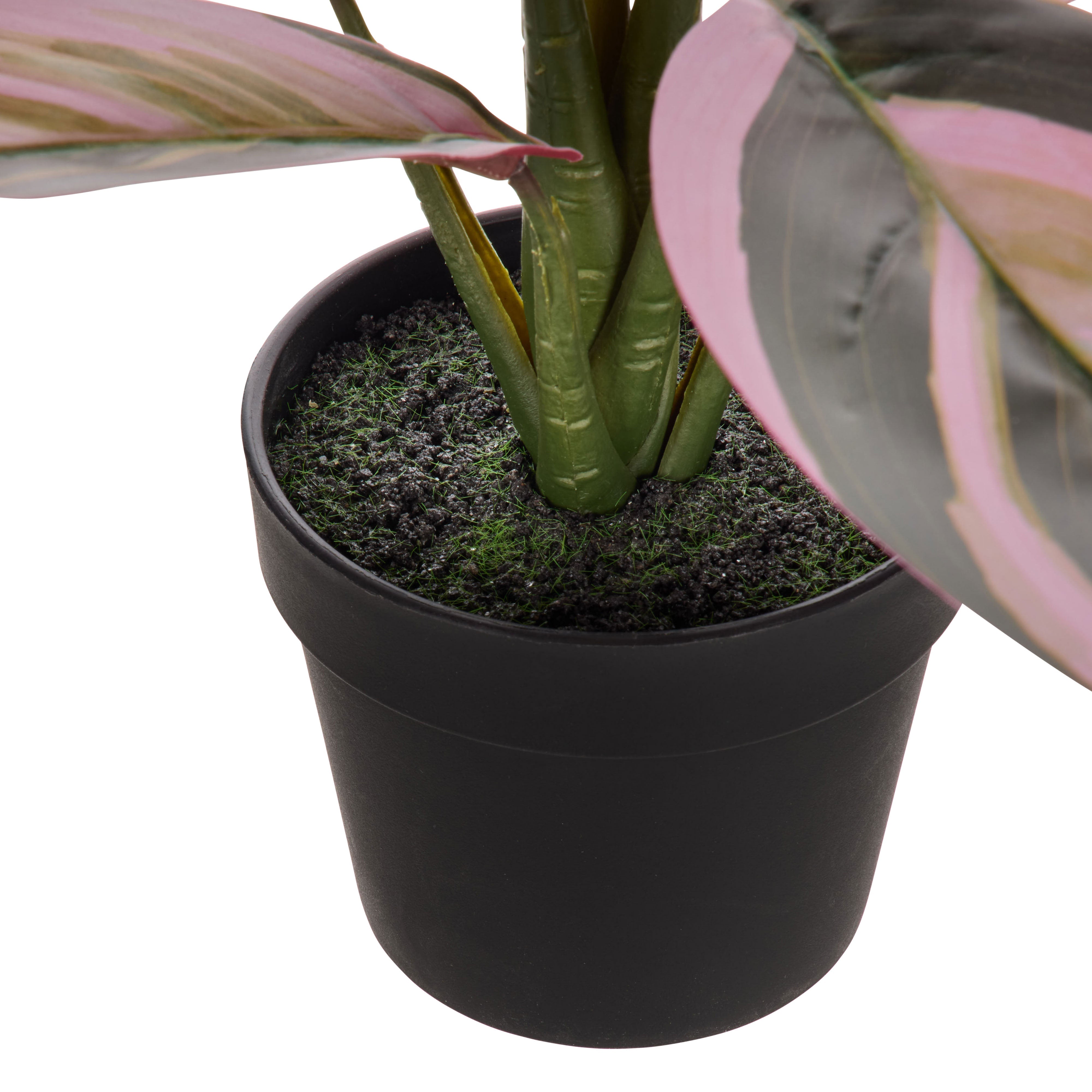Rogue Cordyline Garden Pot