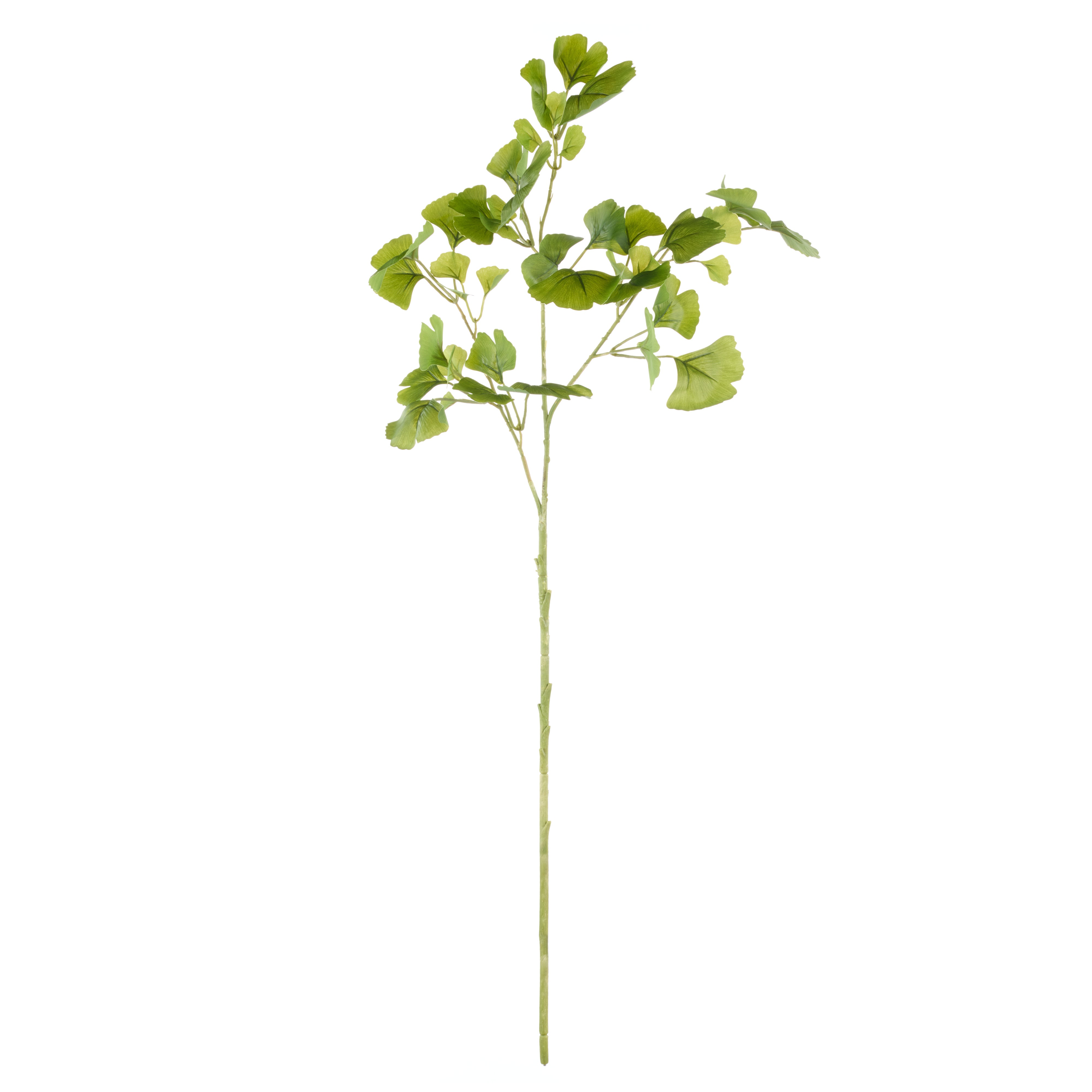 Rogue Ginkgo Spray