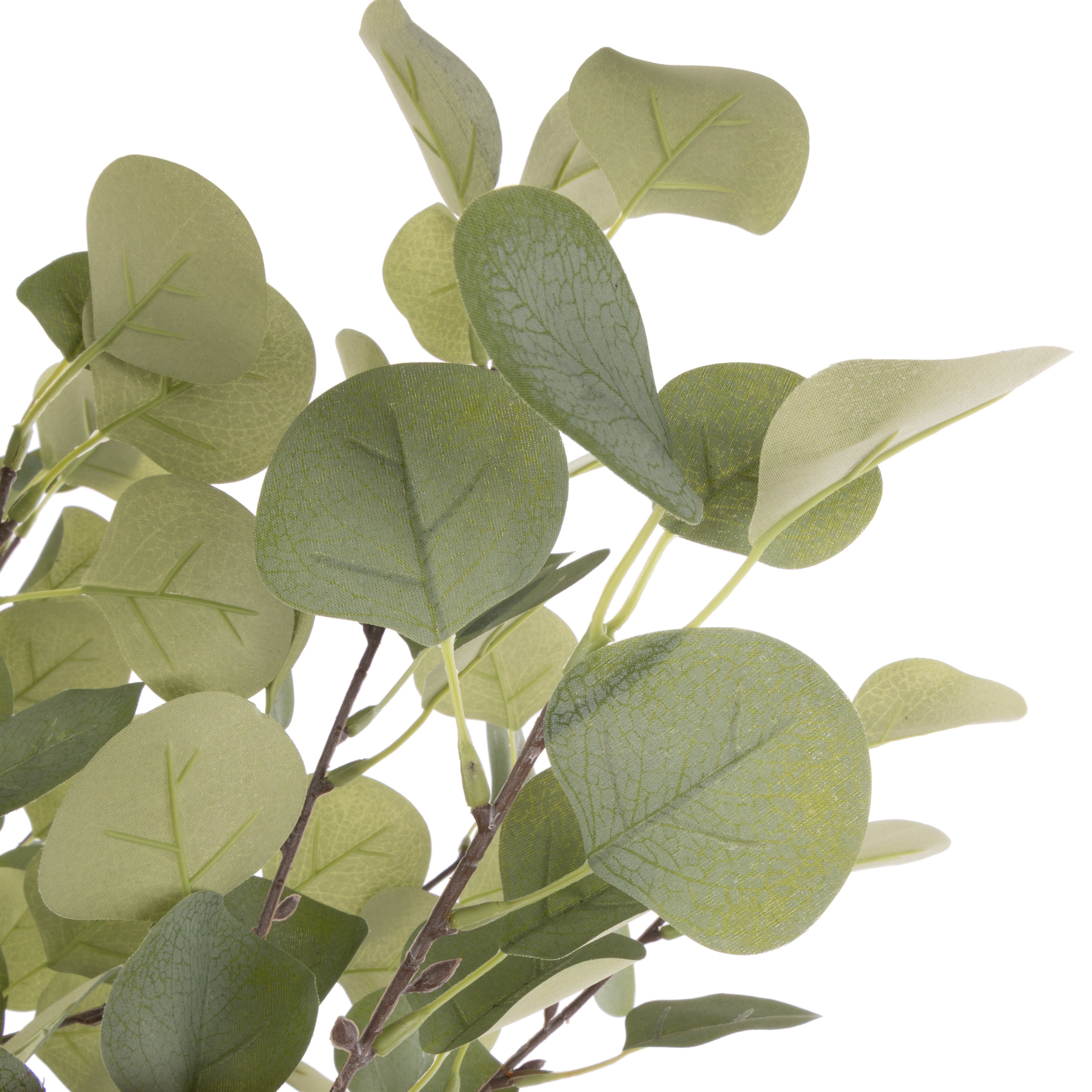 Rogue Eucalyptus Tree - Garden Pot 150cm