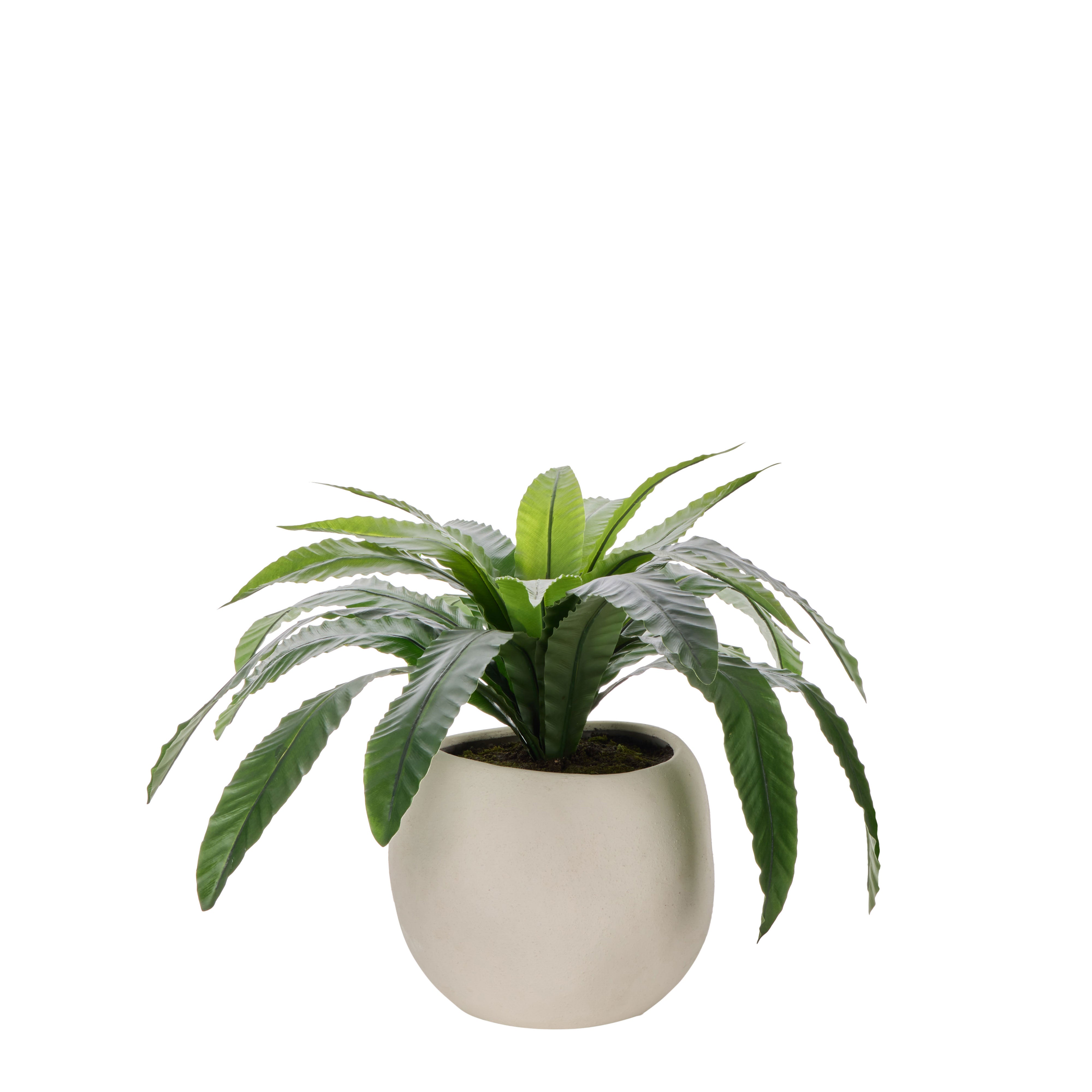Rogue Bird's Nest Fern - Lyon UV 55cm