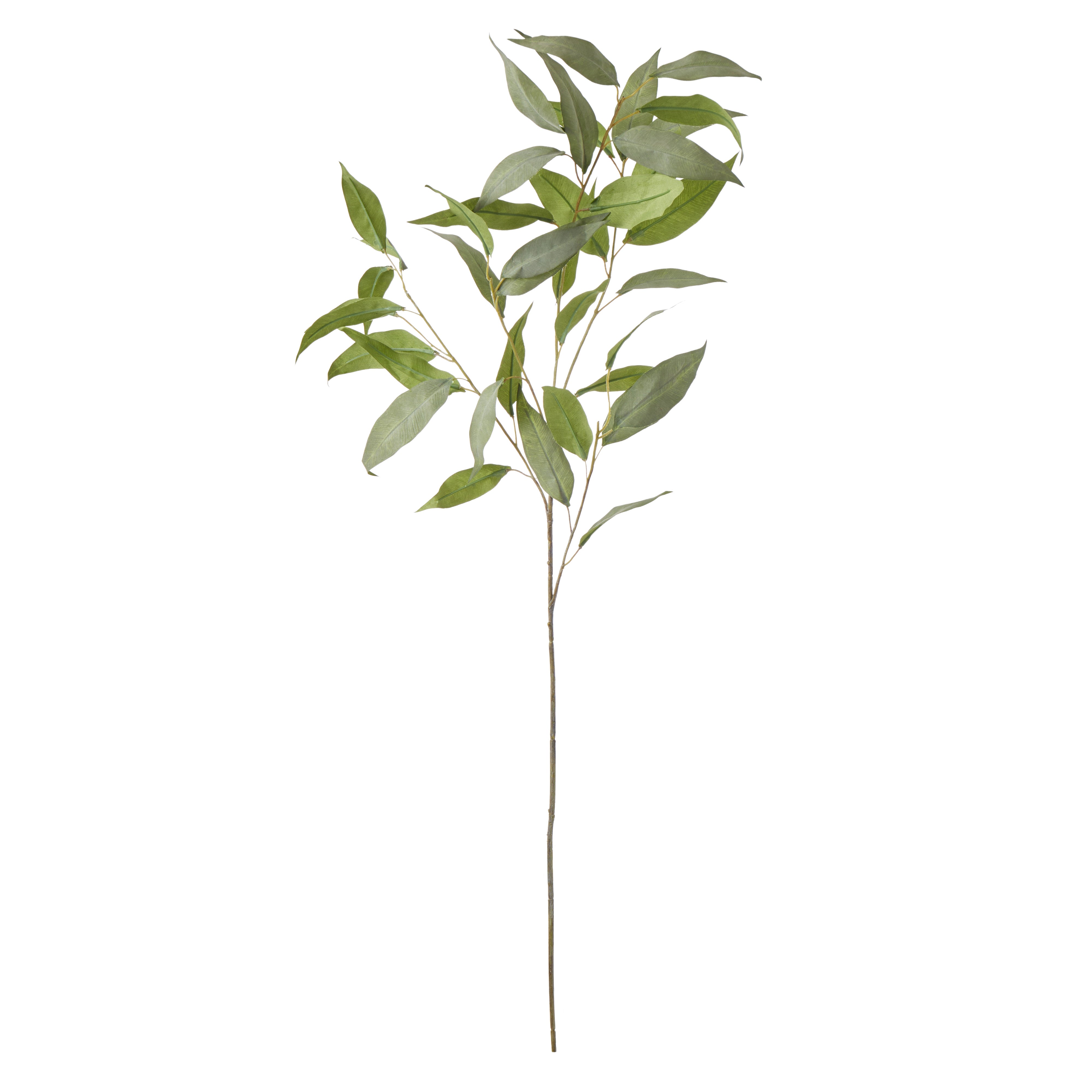 Rogue Eucalyptus Stem