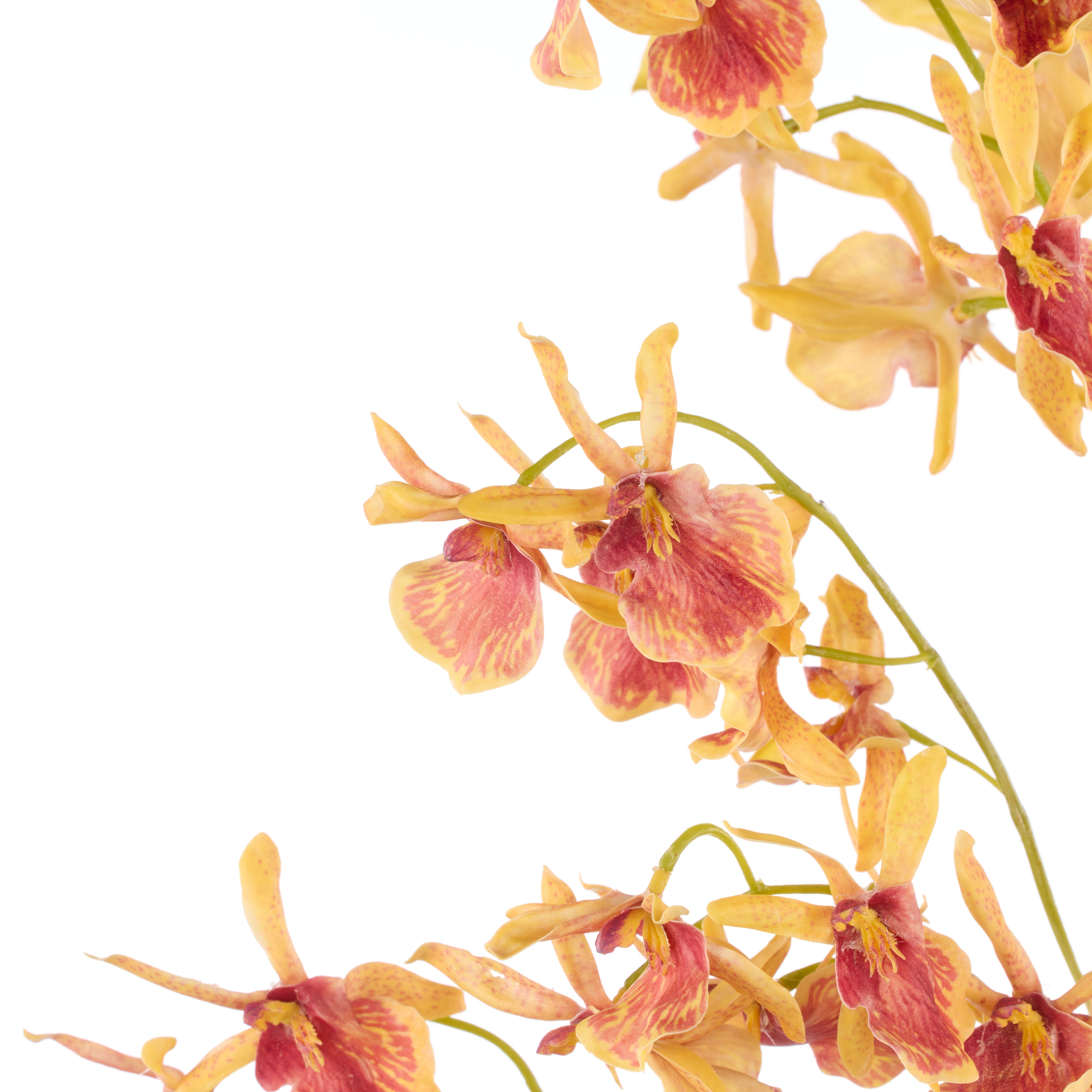 Rogue Dendrobium Orchid Stem Orange