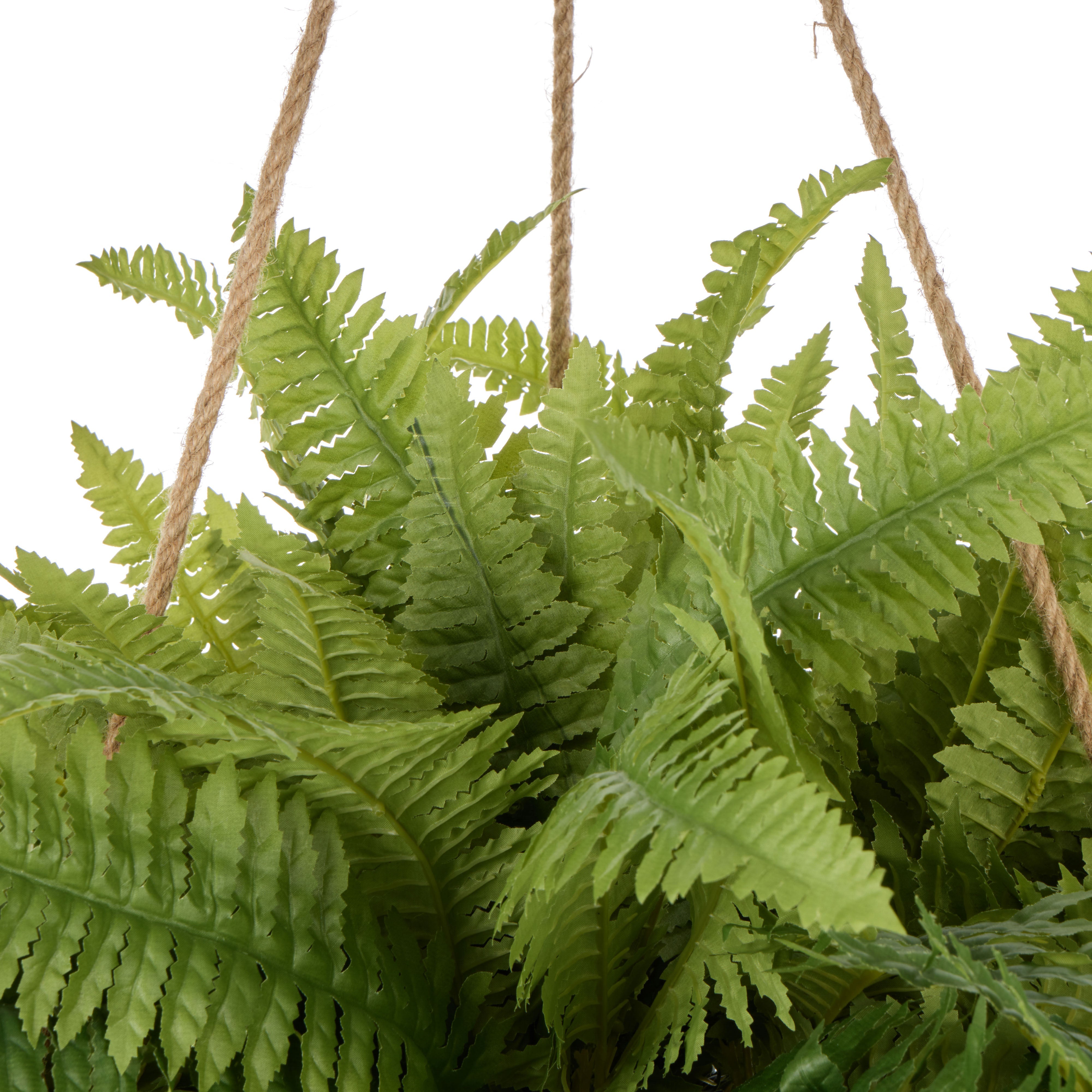 Rogue Boston Fern - Laos Hanging 126cm