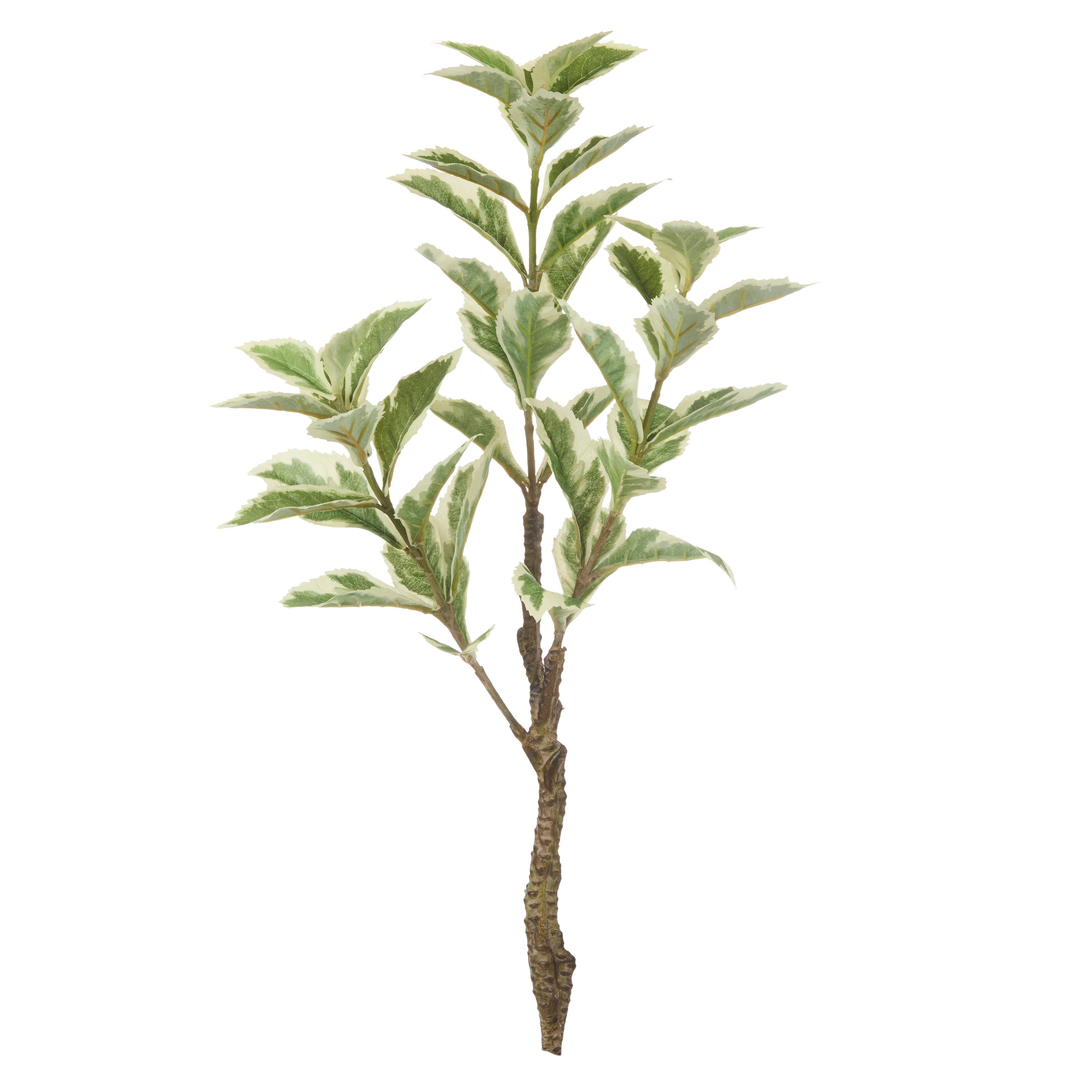 Rogue Ficus Variegated Spray