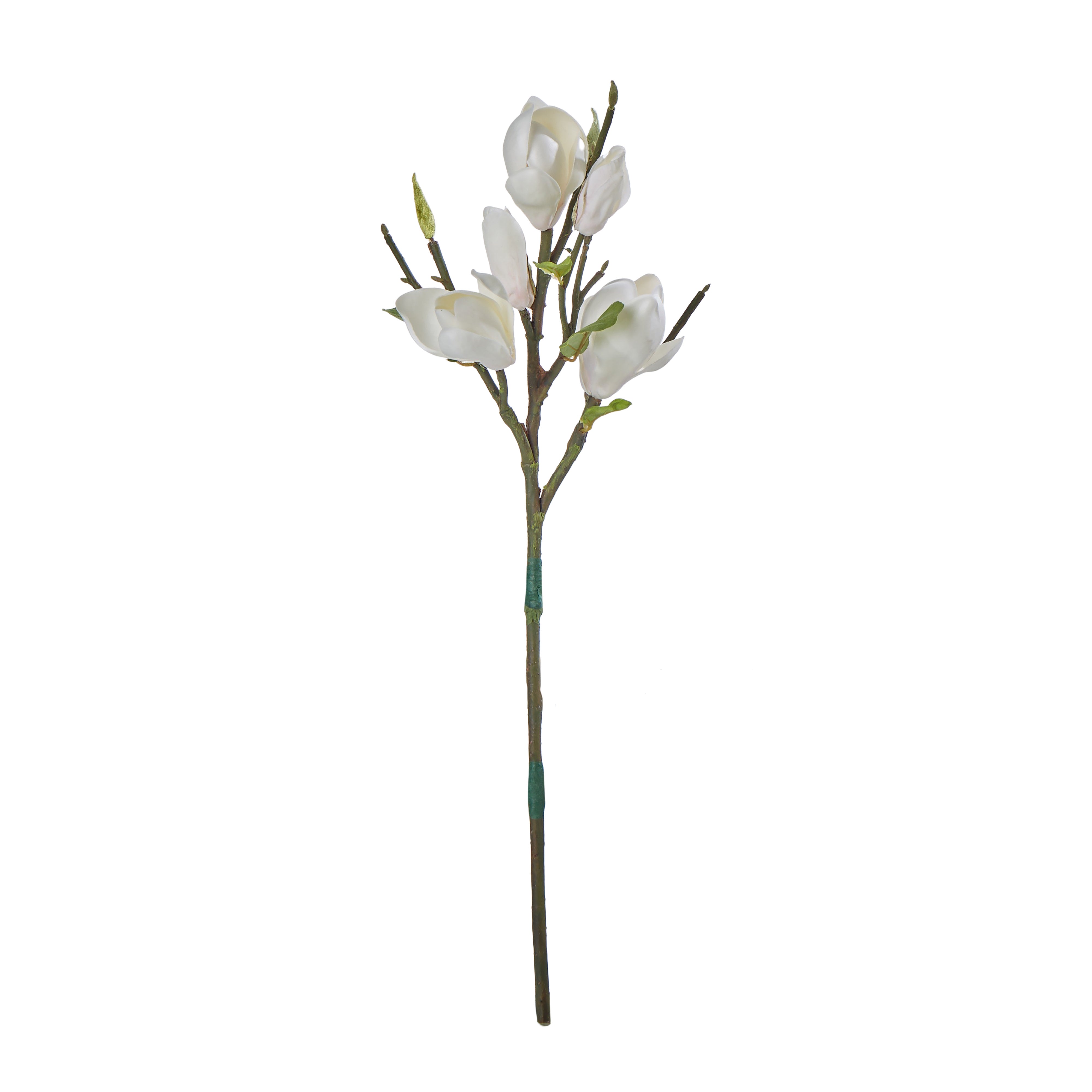 Rogue Tree Magnolia Blossom