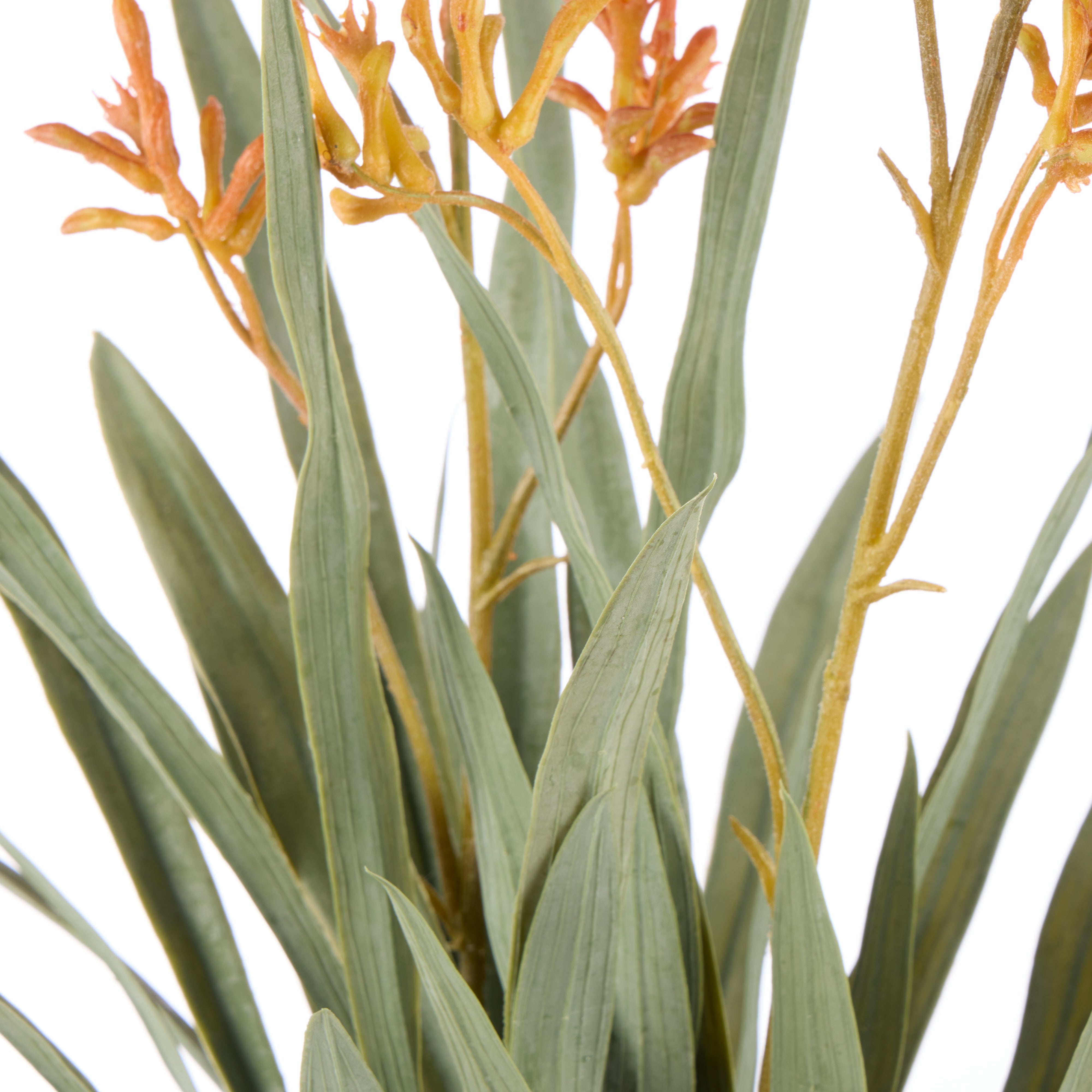Rogue Kangaroo Paw - Maliah Pot Yellow 72cm