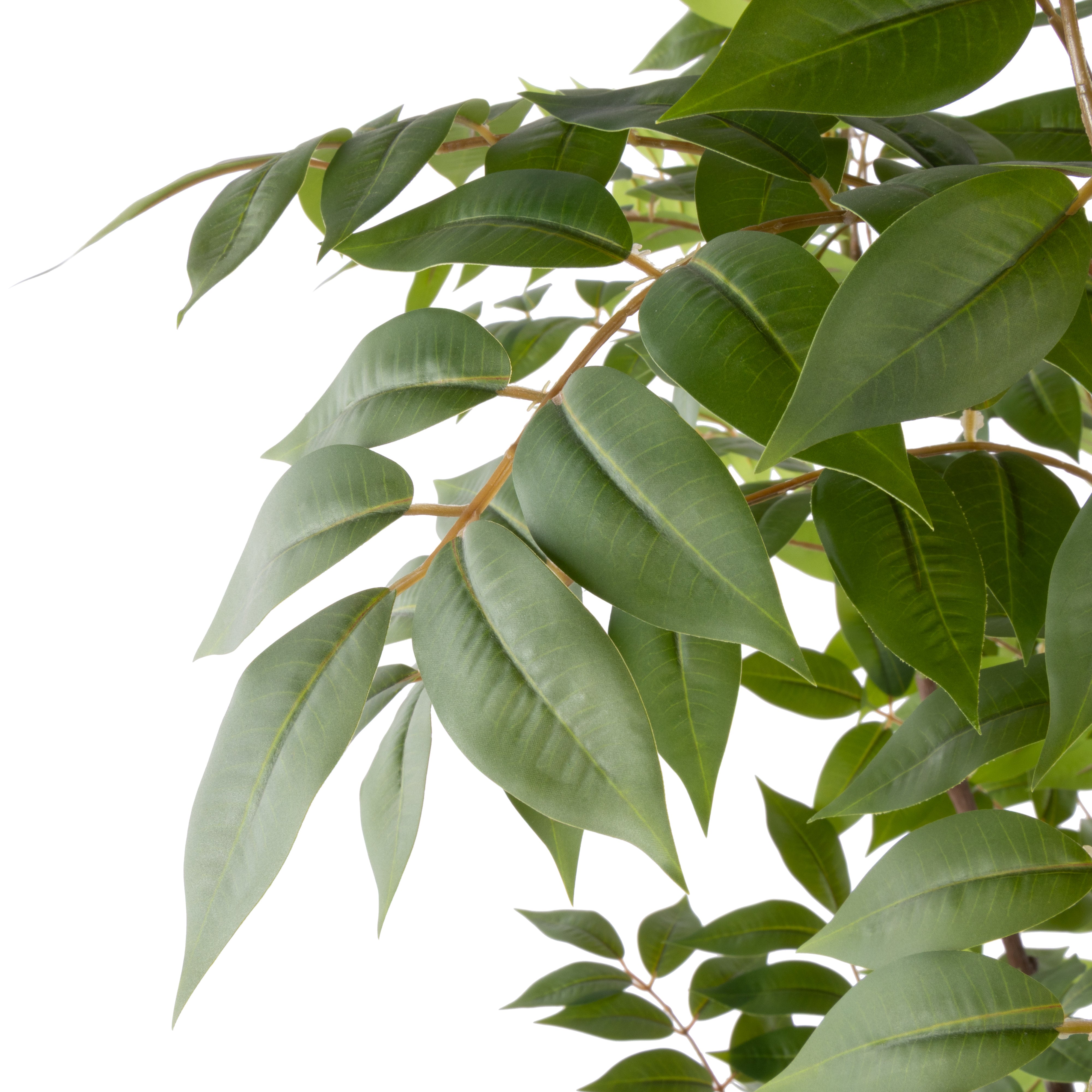 Rogue Wisteria Tree - Garden Pot 180cm
