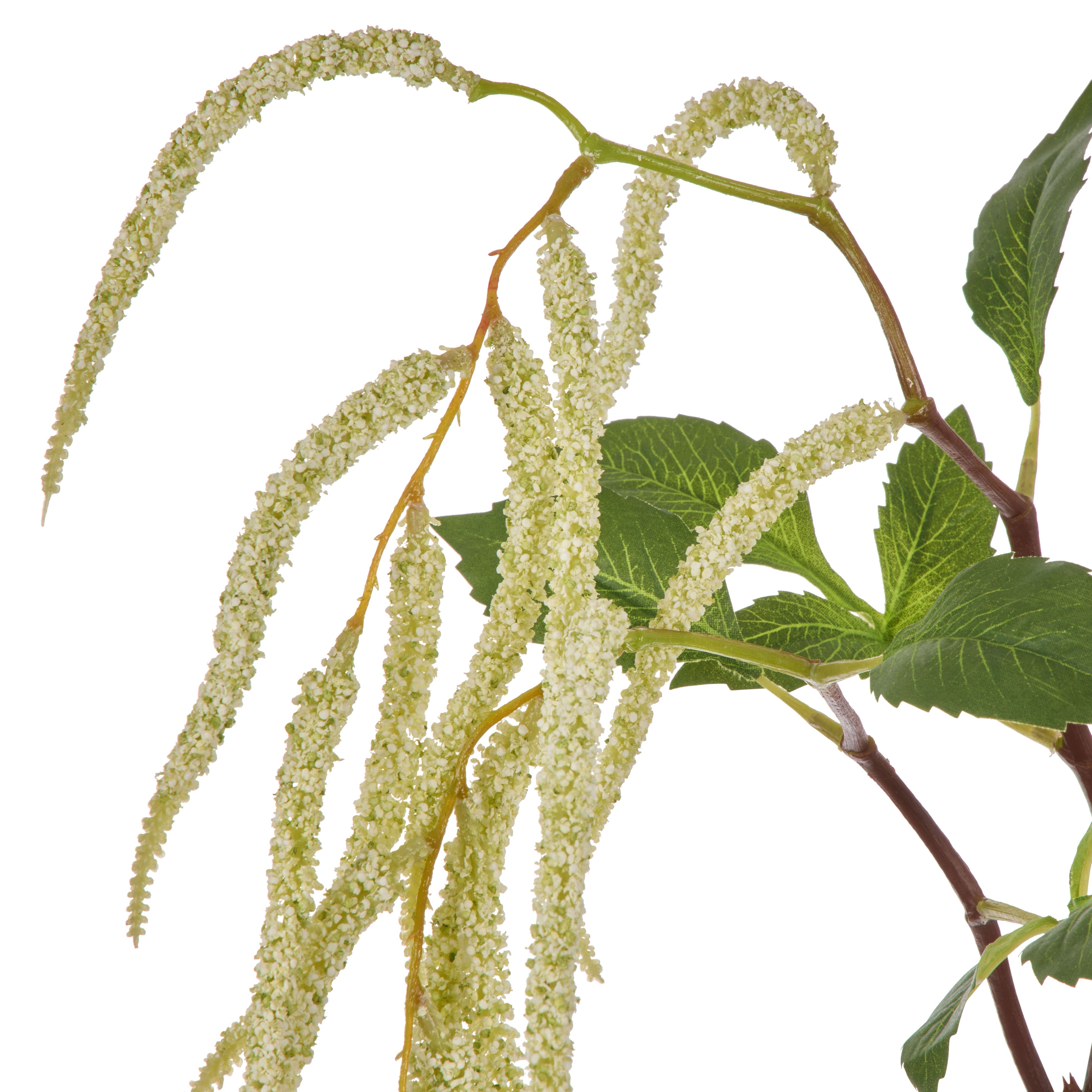 Rogue Hanging Amaranthus Spray Cream