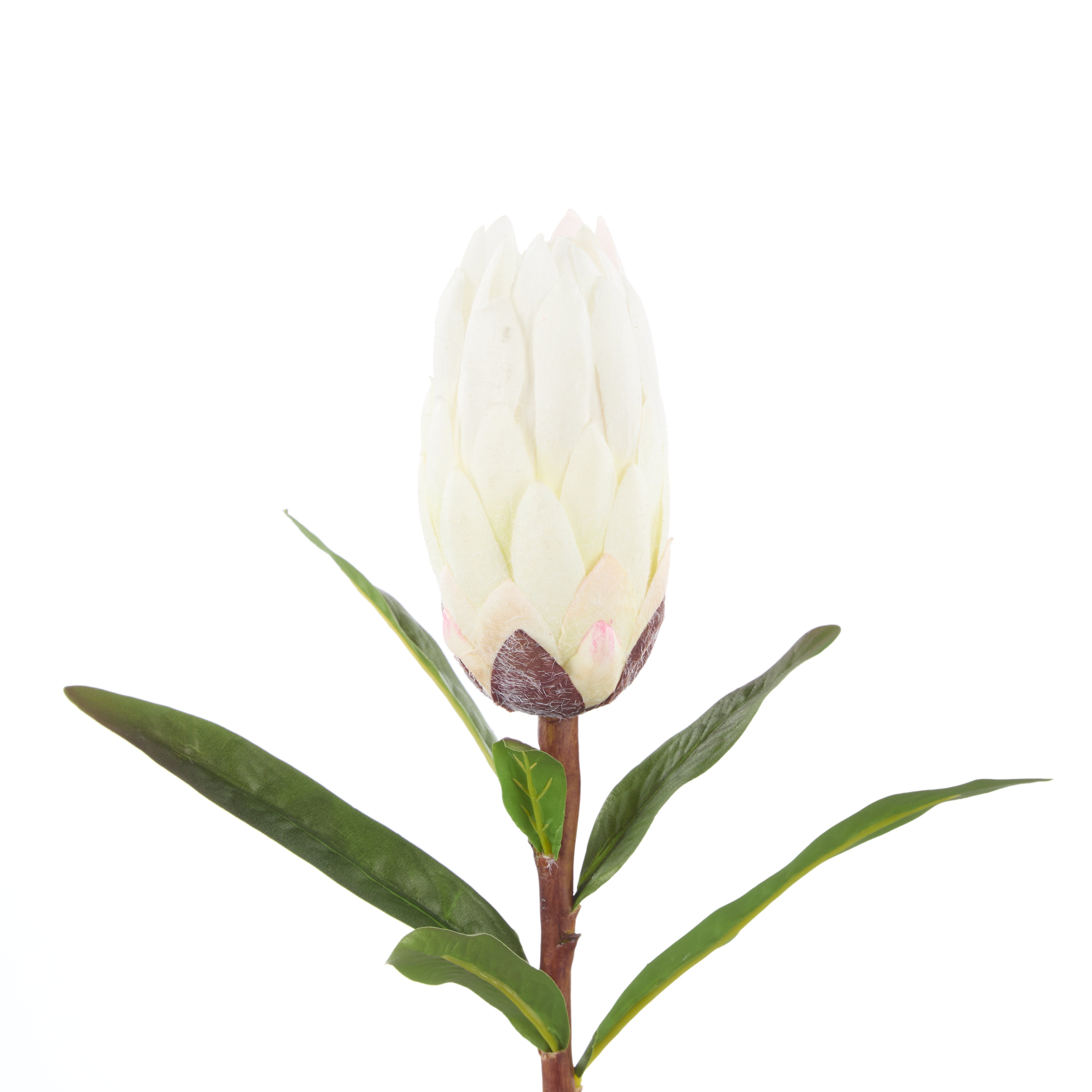 Rogue Protea Stem White