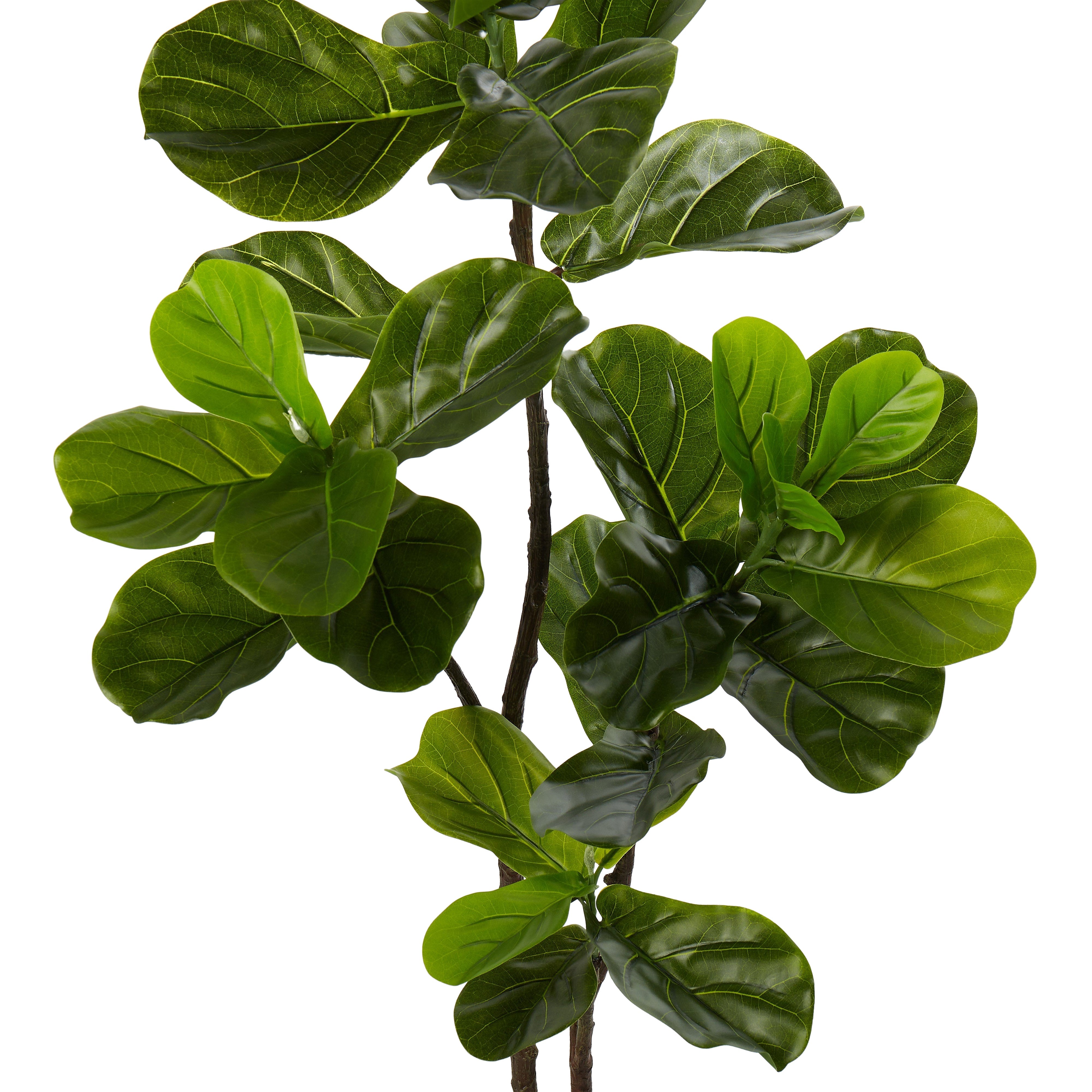 Rogue Fiddle Tree in Pot 120cm