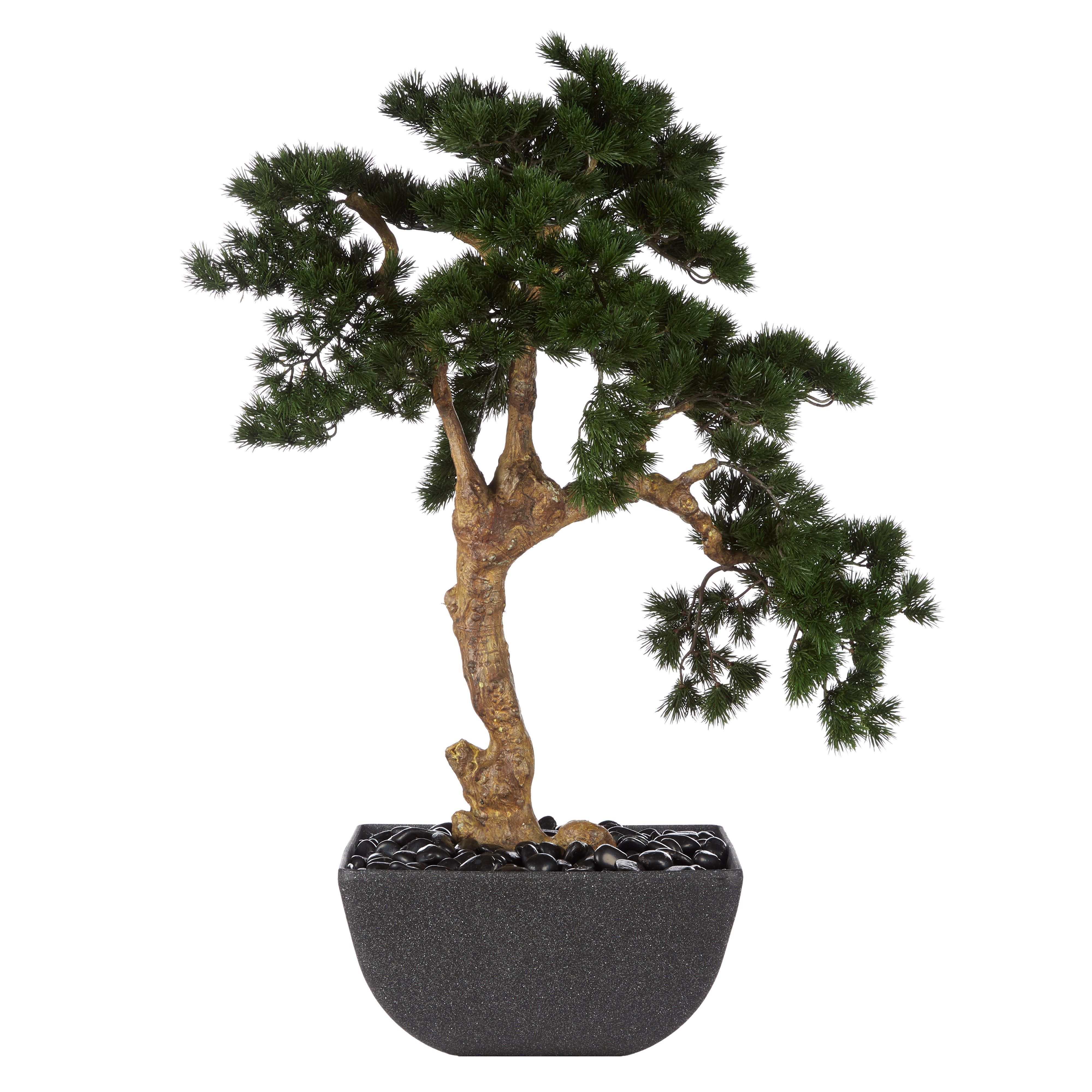 Rogue Pine Bonsai - Oslo Pot