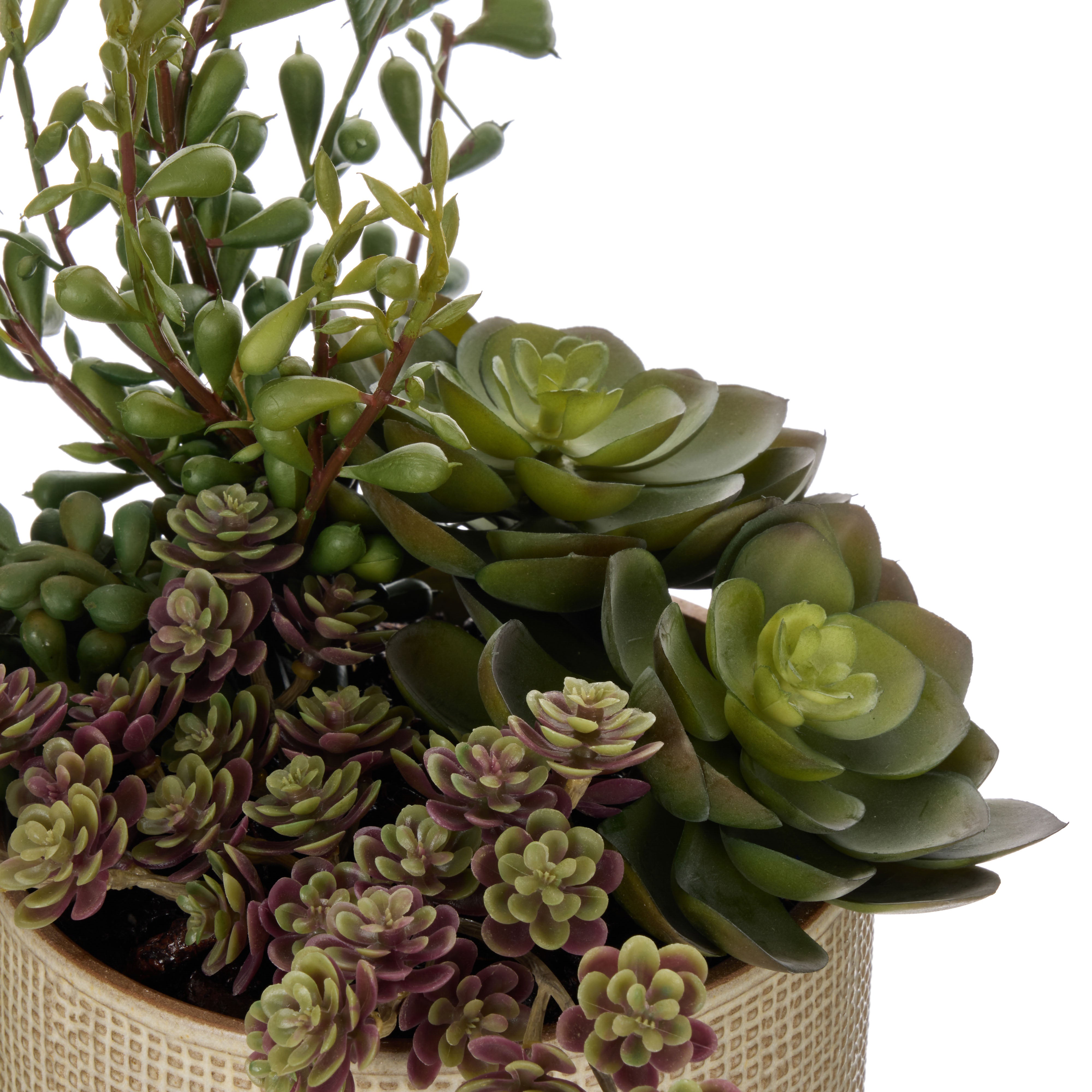 Rogue Succulent Garden - Reims Green & Burgundy 32cm