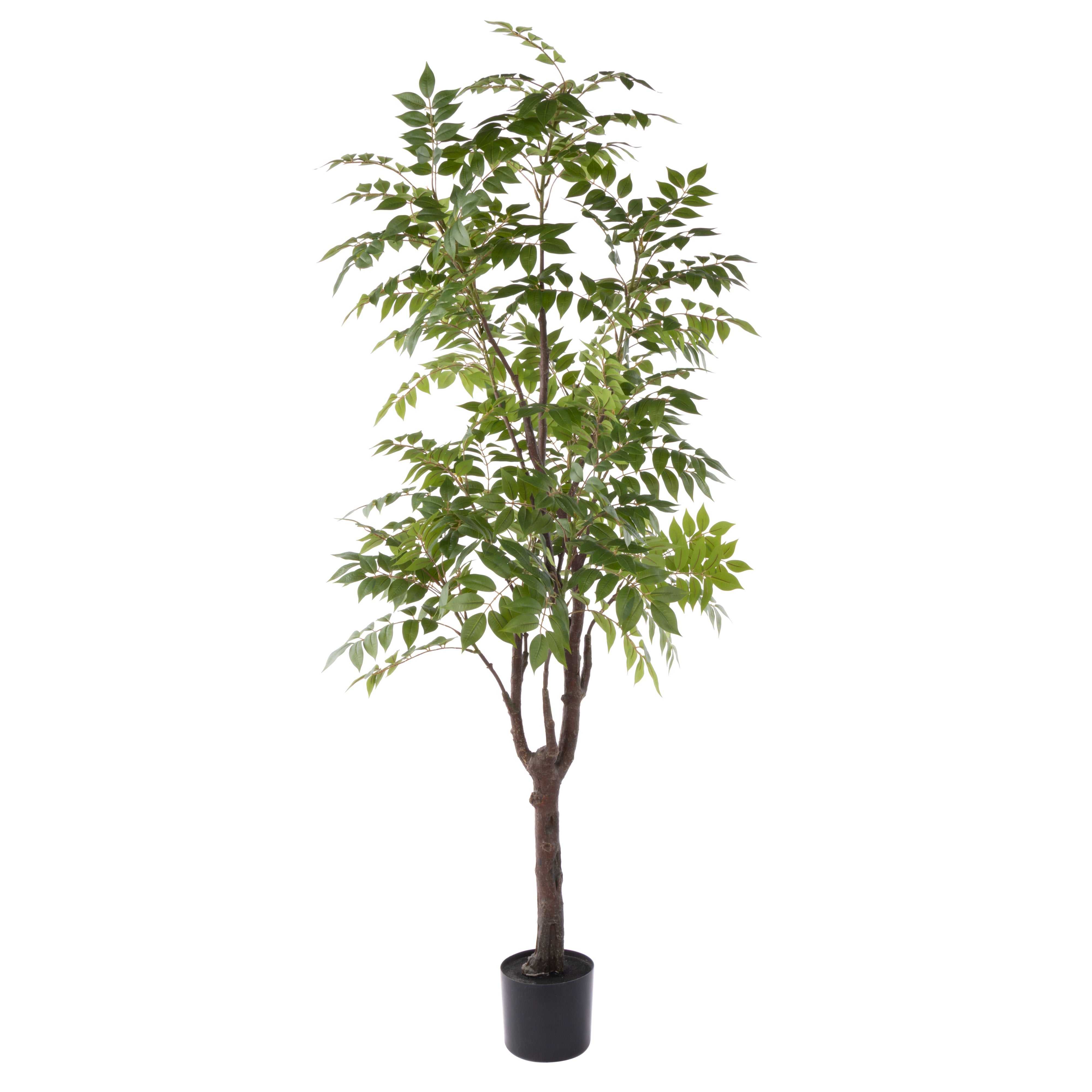 Rogue Wisteria Tree - Garden Pot 180cm