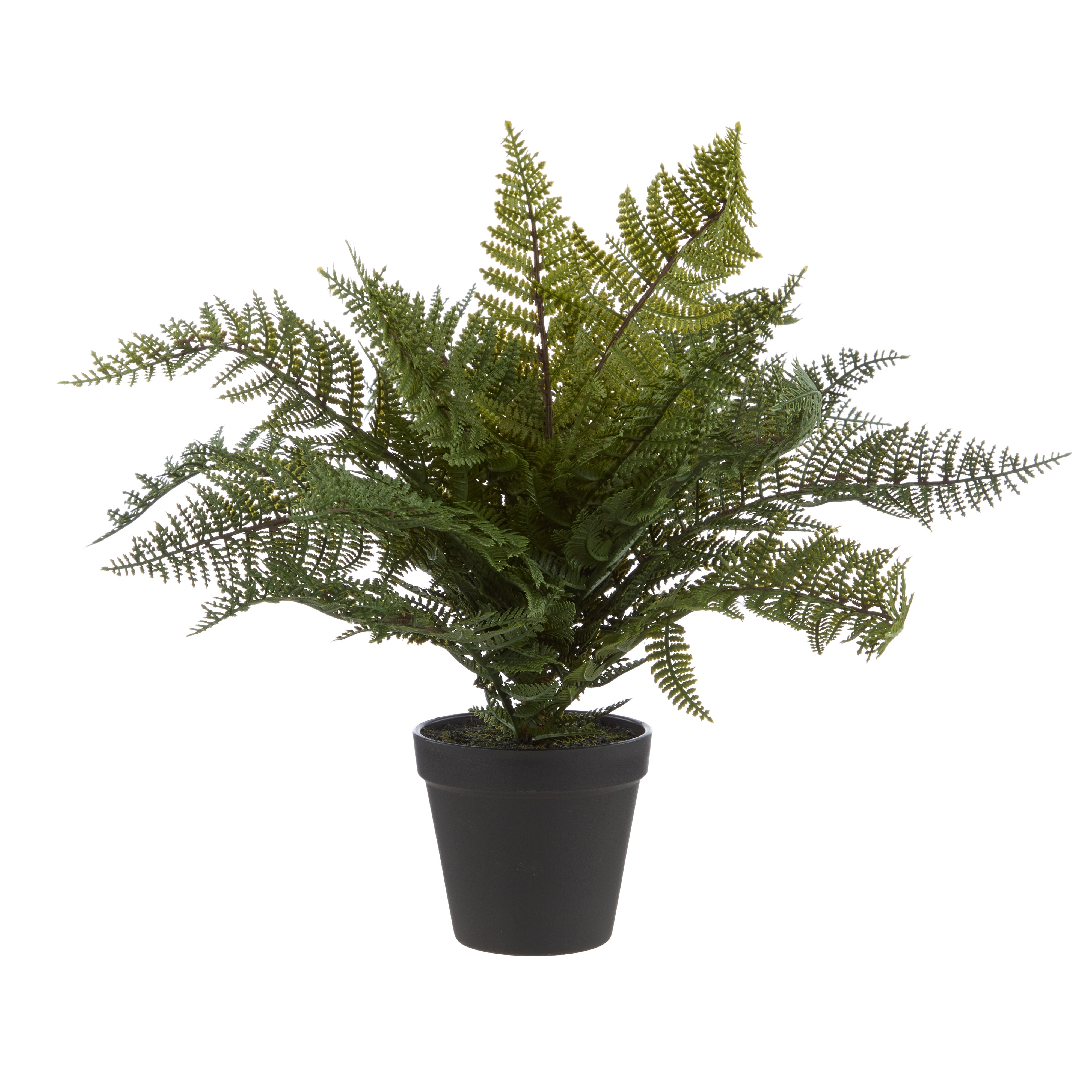 Rogue Leatherleaf Fern 41cm