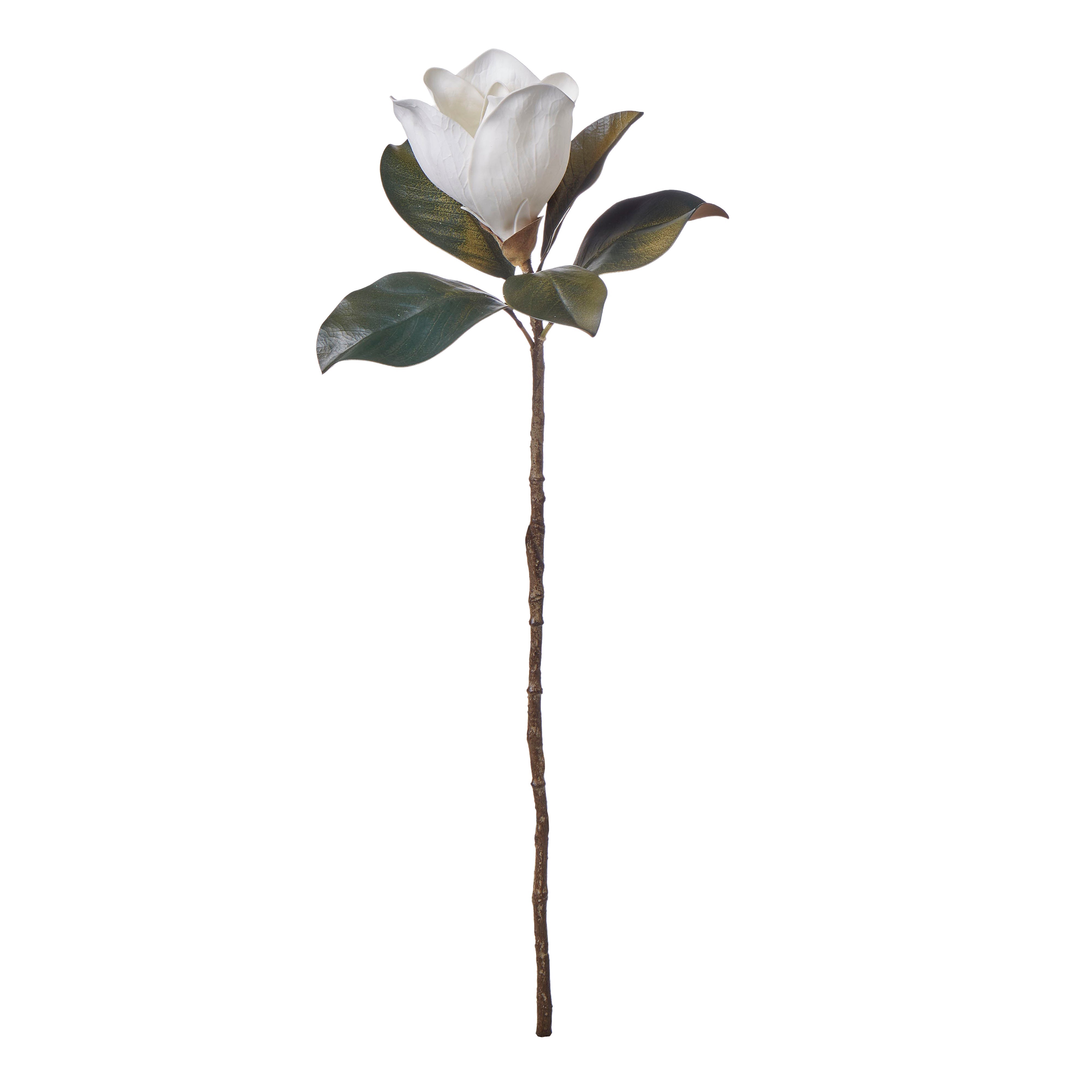 Rogue Magnolia Grandiflora 10x14x66cm