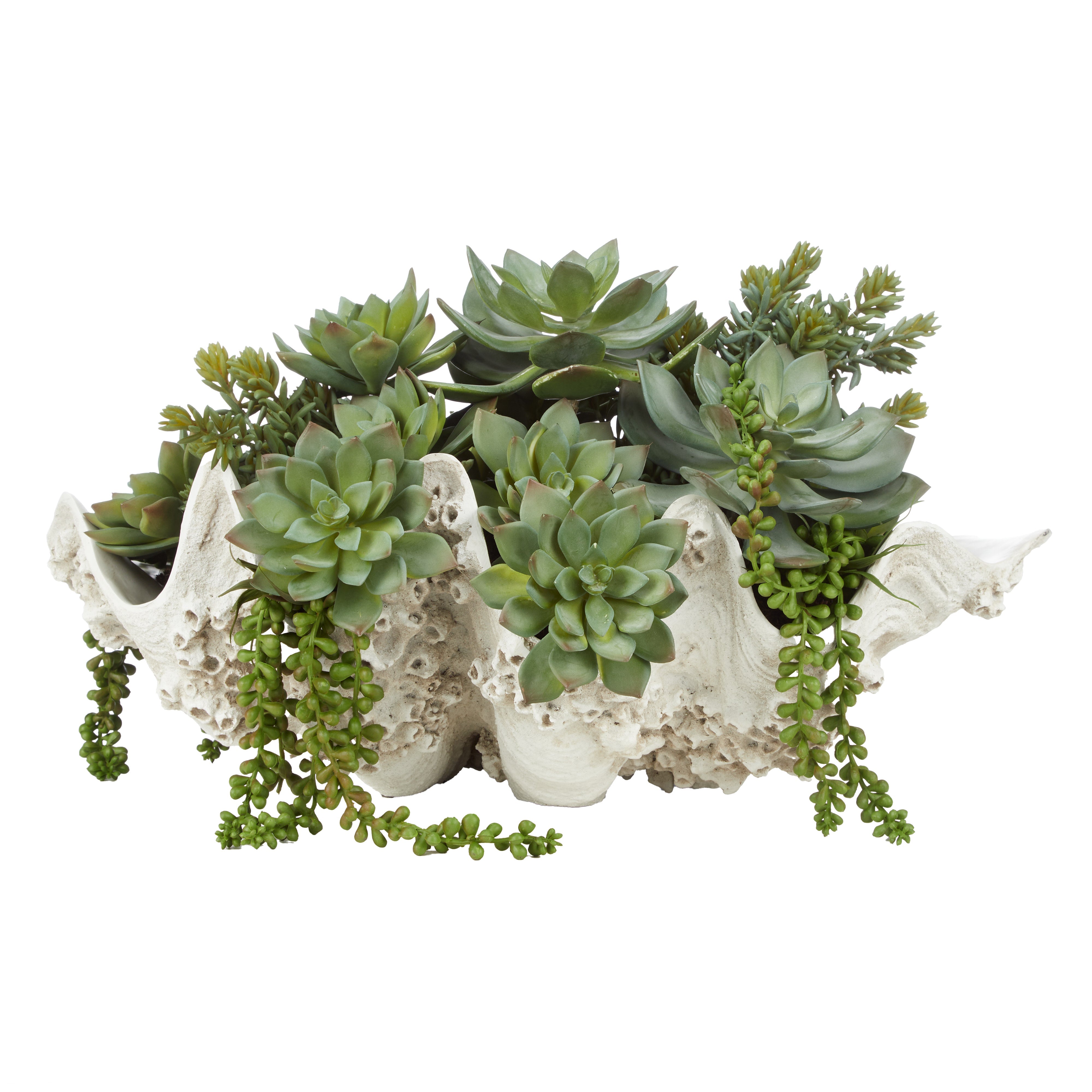 Rogue Succulent Mix - Seychelles Clam Vessel