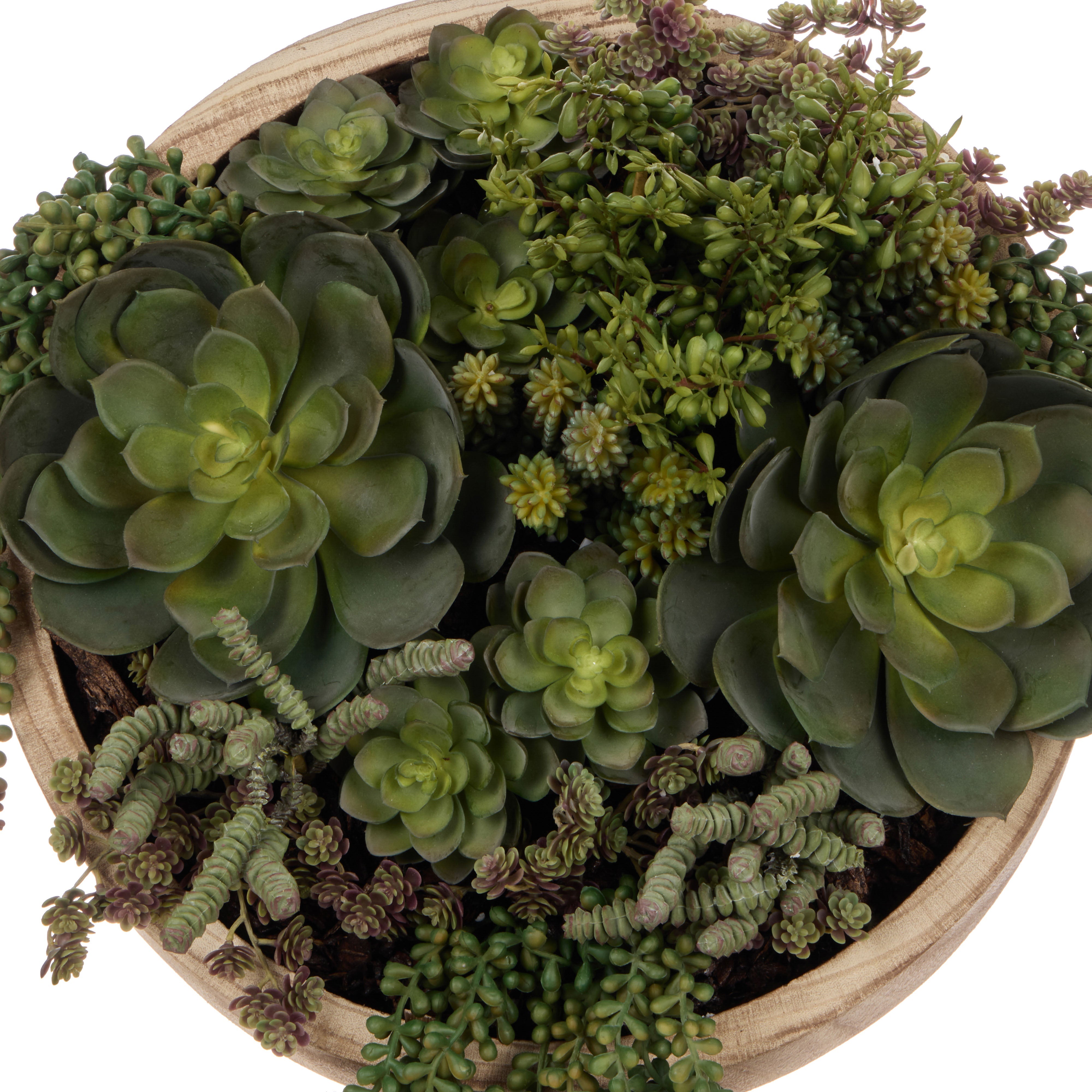 Rogue Jelly Bean Sedum Mix - Dansk Green & Burgundy
