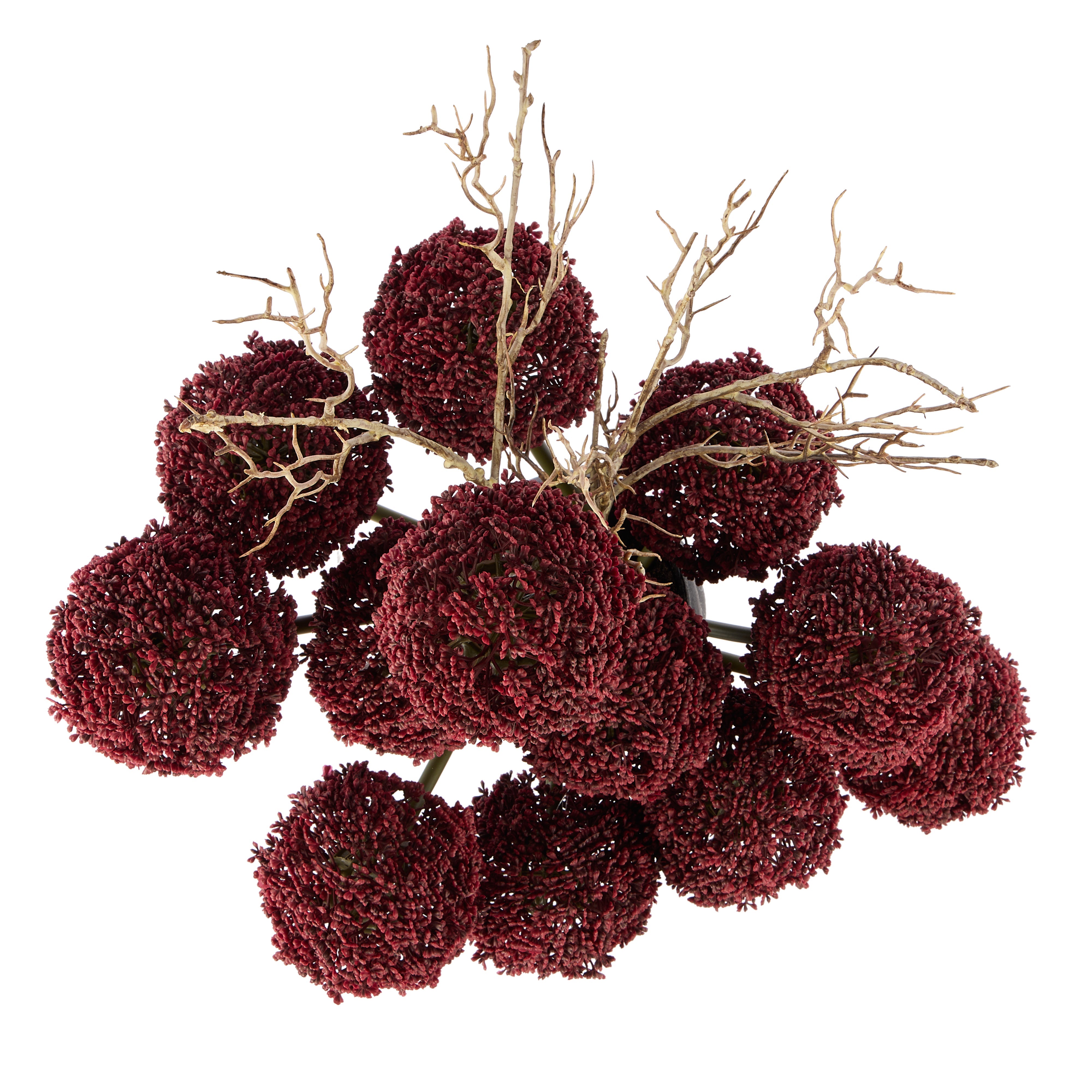 Rogue Allium - Maliah Pot Purple