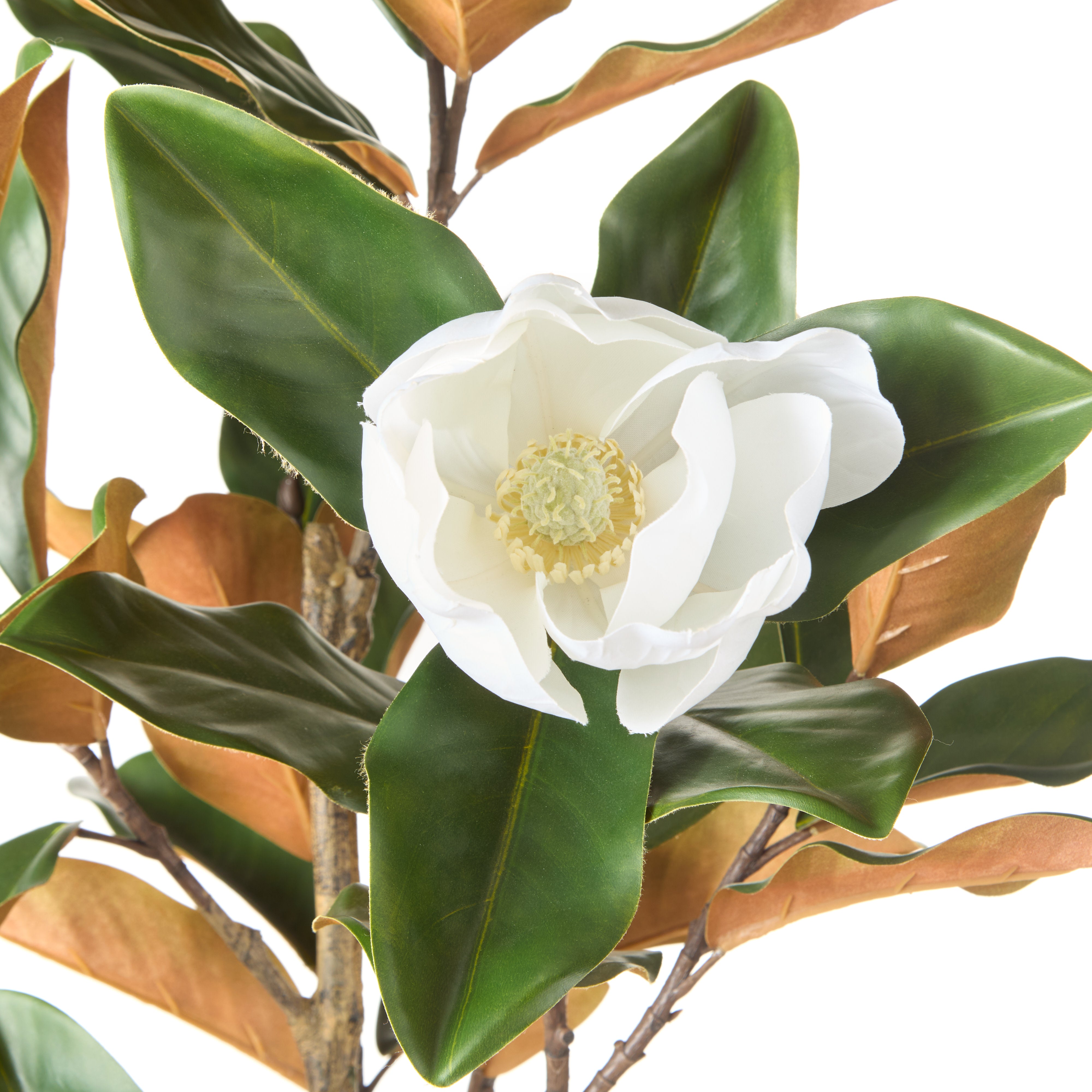 Rogue Magnolia Tree 158cm