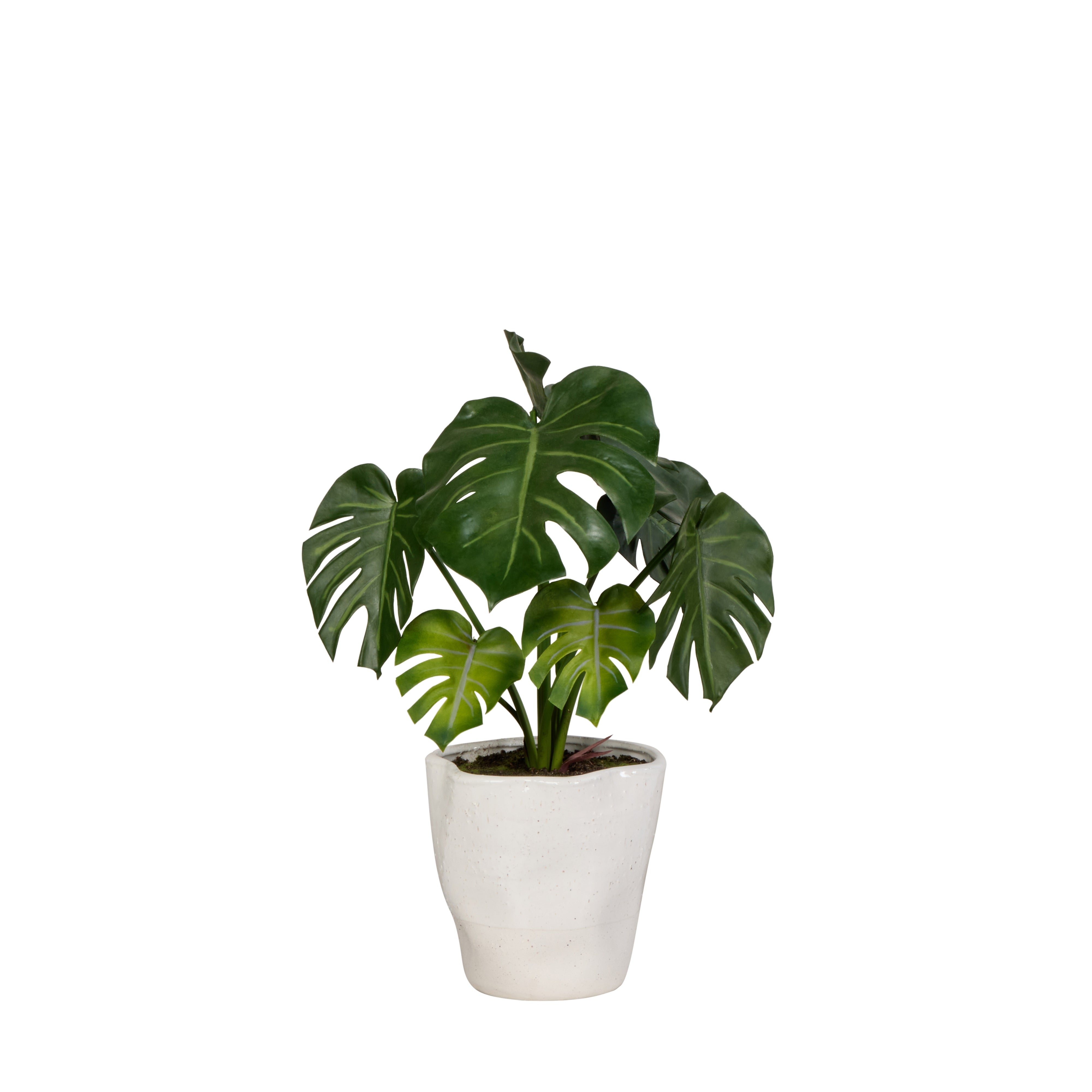 Rogue Monstera Plant - Nora Pot