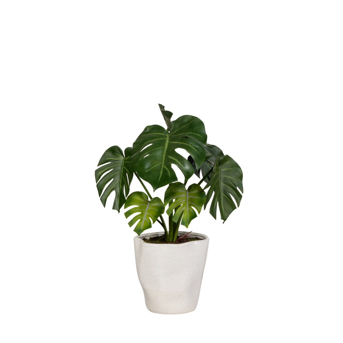 Rogue Monstera Plant - Nora Pot