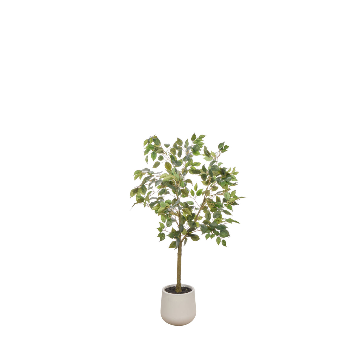 Rogue Ficus Tree Pot Green 120cm