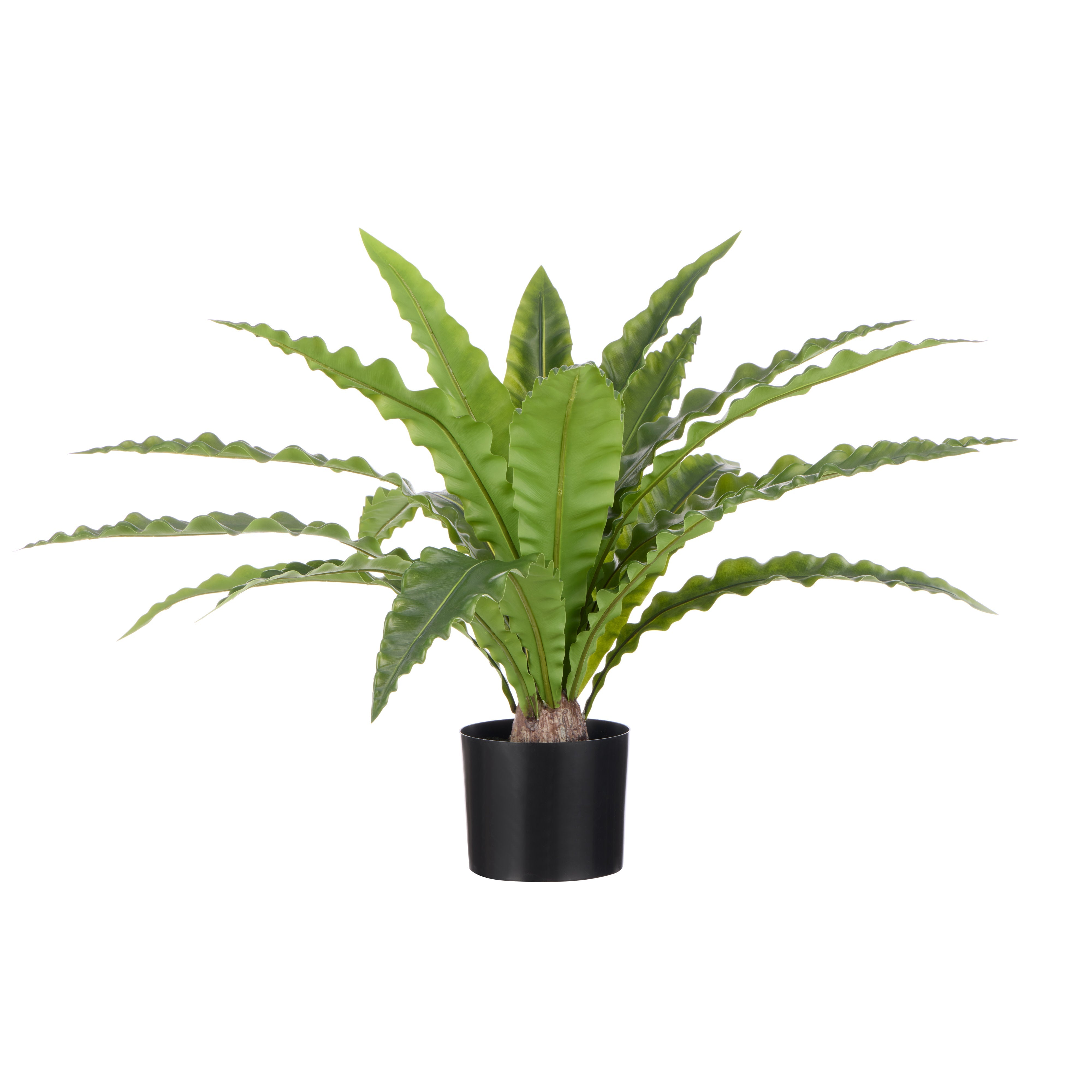 Rogue Bird's Nest Fern 110x100x60cm