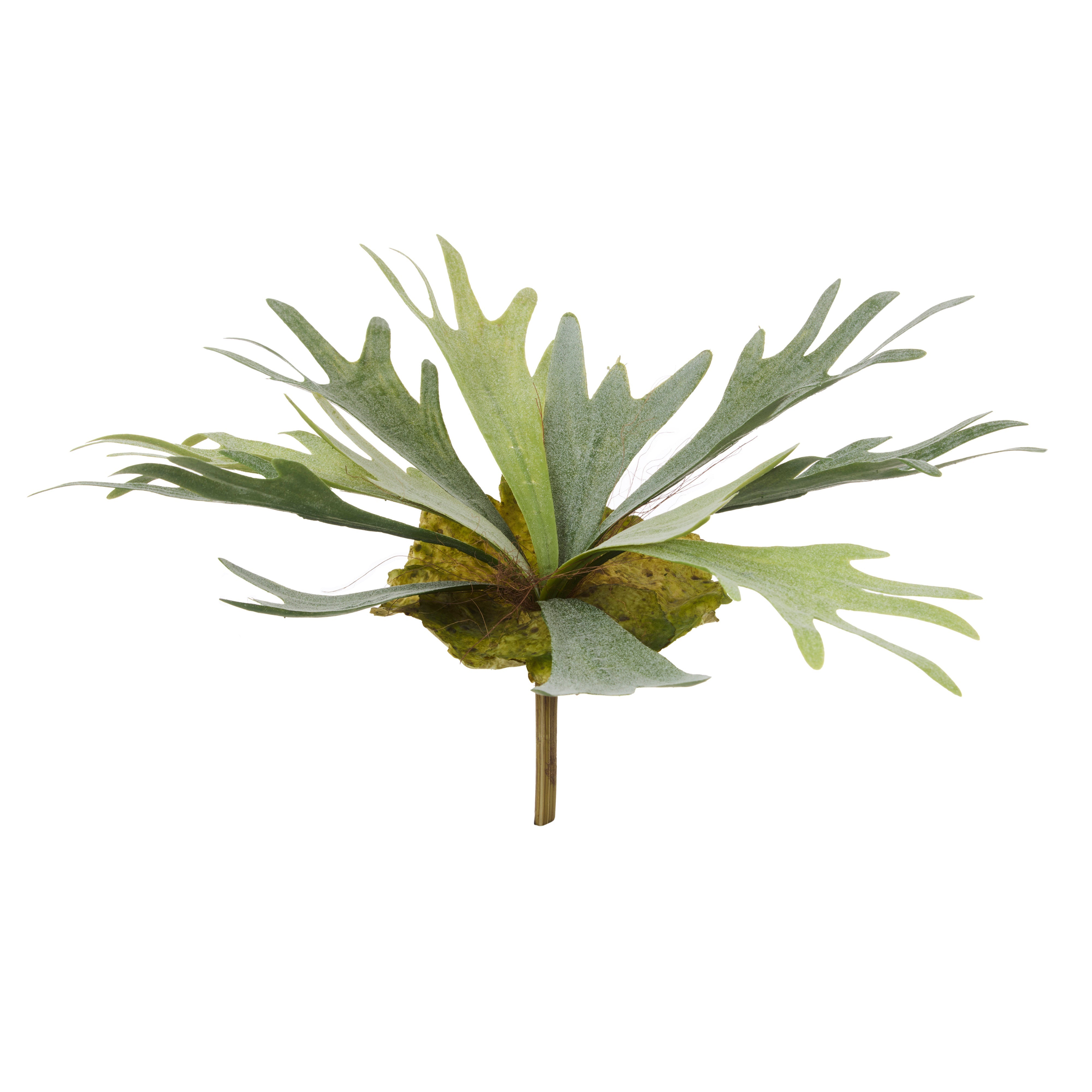 Rogue Staghorn Fern