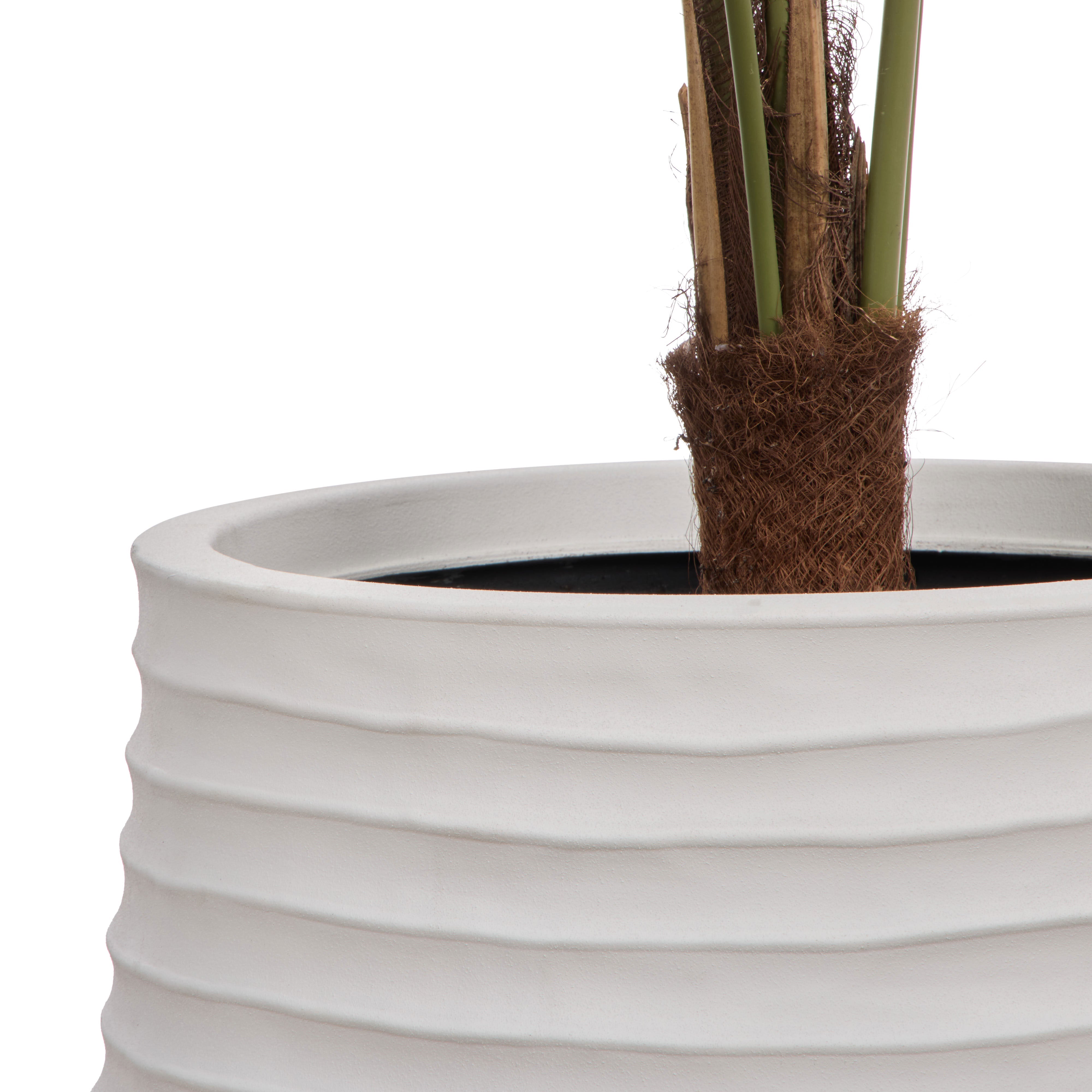 Rogue Caryota Palm Tree - Vienna Green