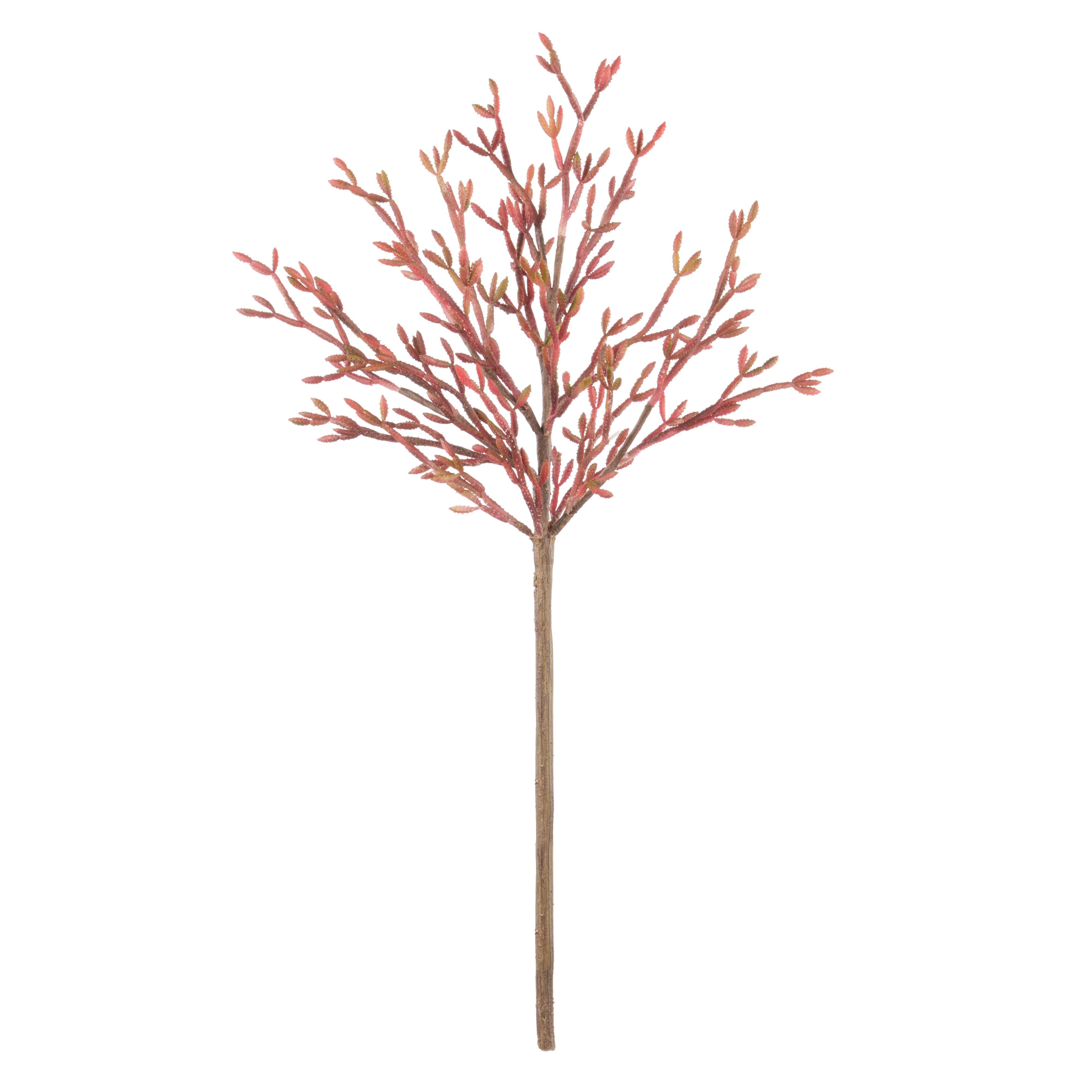 Rogue Salicornia Branch