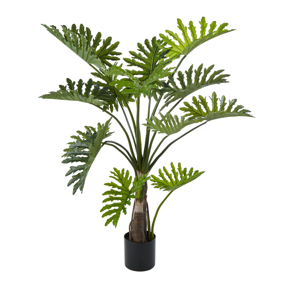 Rogue Lacy Philodendron Tree 150cm