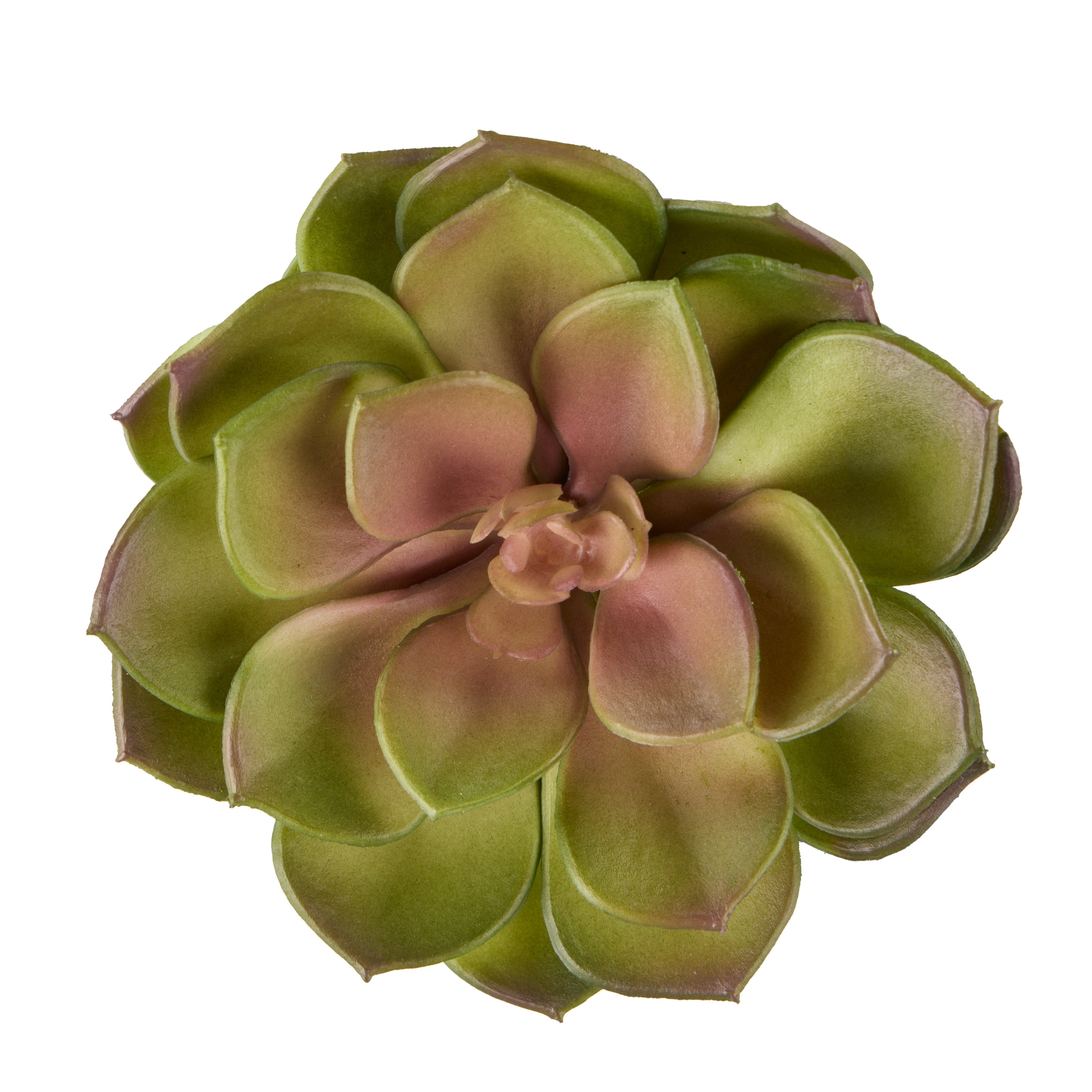 Rogue Flat Echeveria