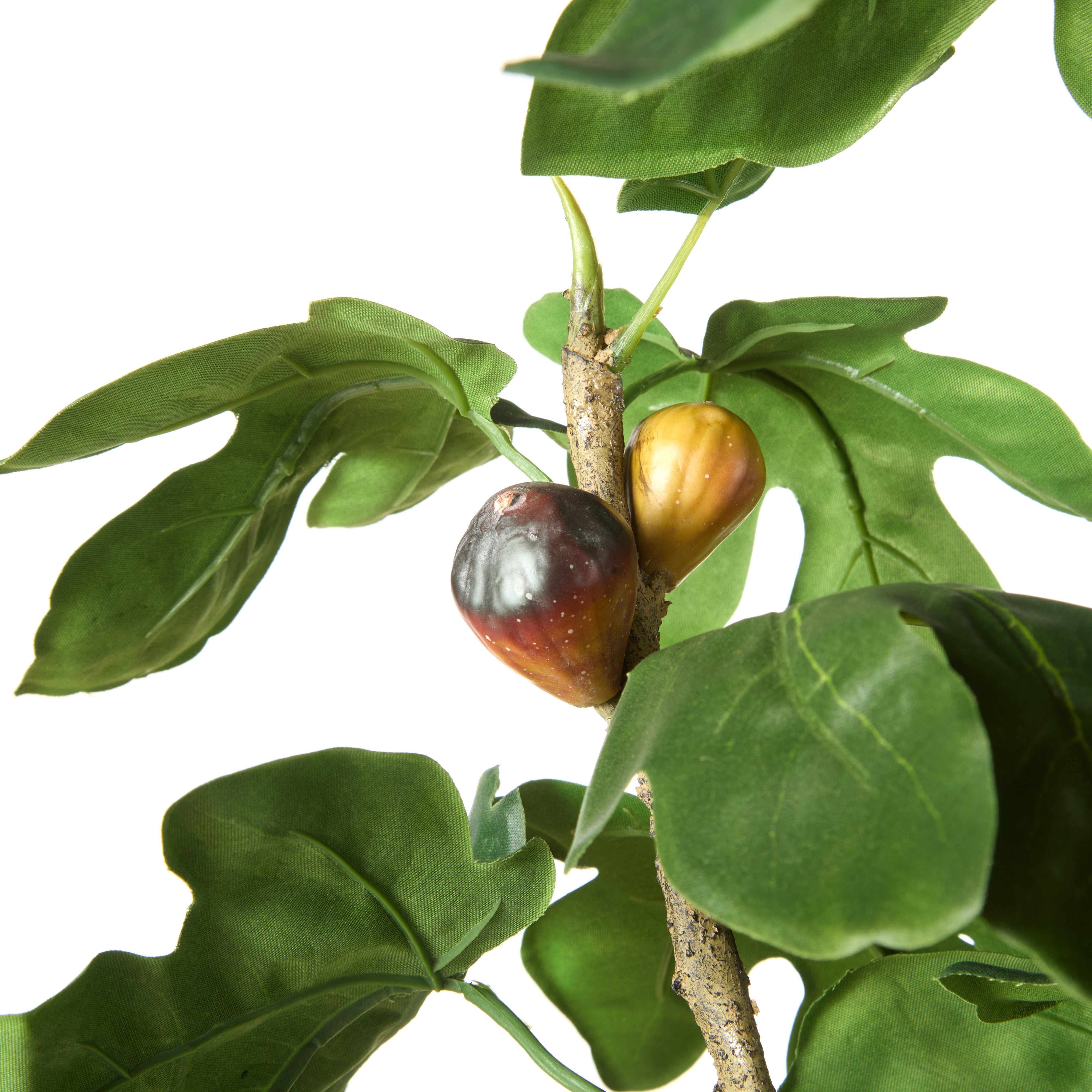 Rogue Fig Tree - Garden Pot 120cm