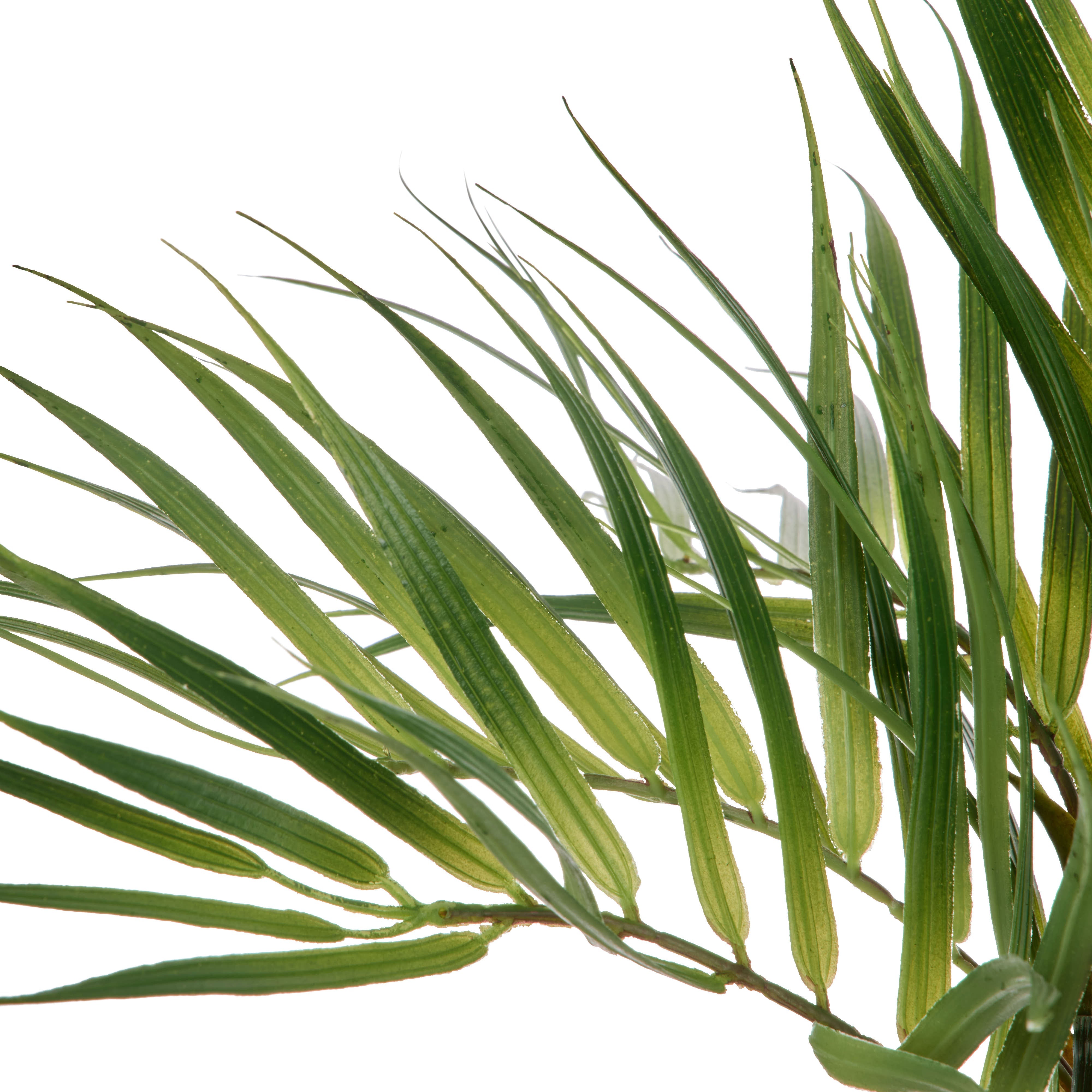 Rogue Phoenix Palm 38cm